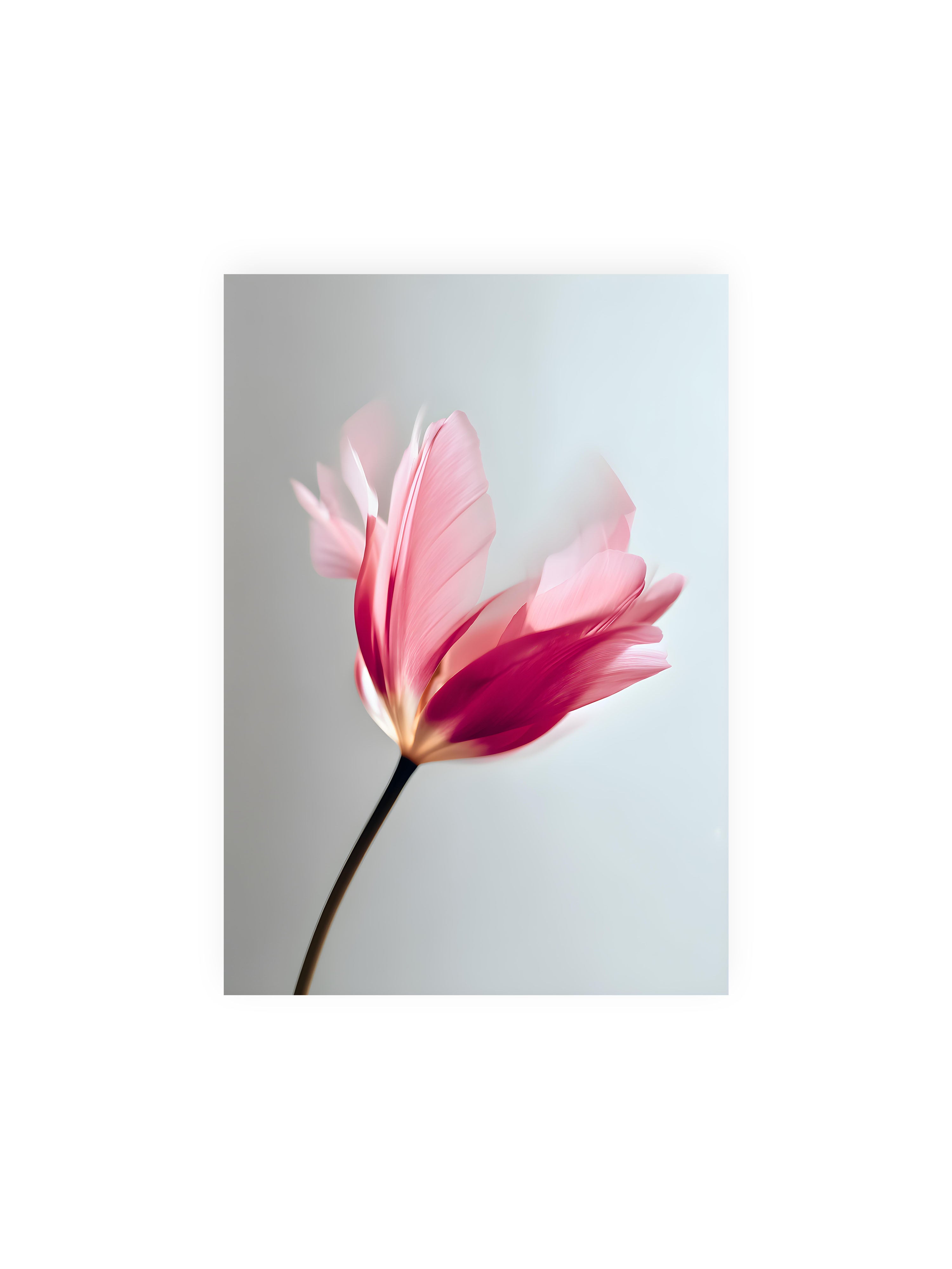 21x30 cm ohne Galerie-Rand ohne Rahmen – Zarte rosafarbene Tulpenblüte mit weicher Bewegungsunschärfe vor hellem grauen Hintergrund.