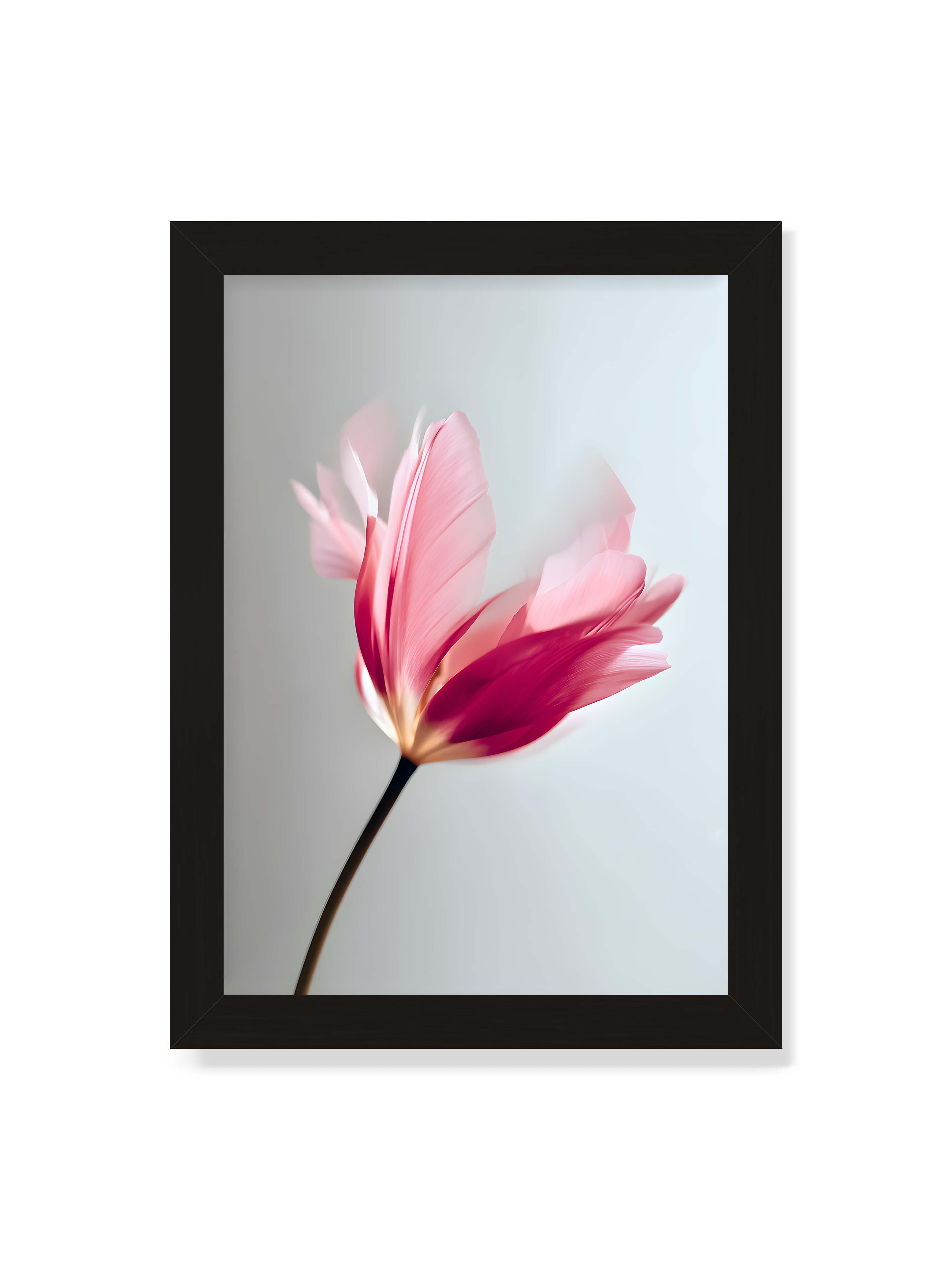 21x30 cm ohne Galerie-Rand mit schwarzem Rahmen – Zarte rosafarbene Tulpenblüte mit weicher Bewegungsunschärfe vor hellem grauen Hintergrund.