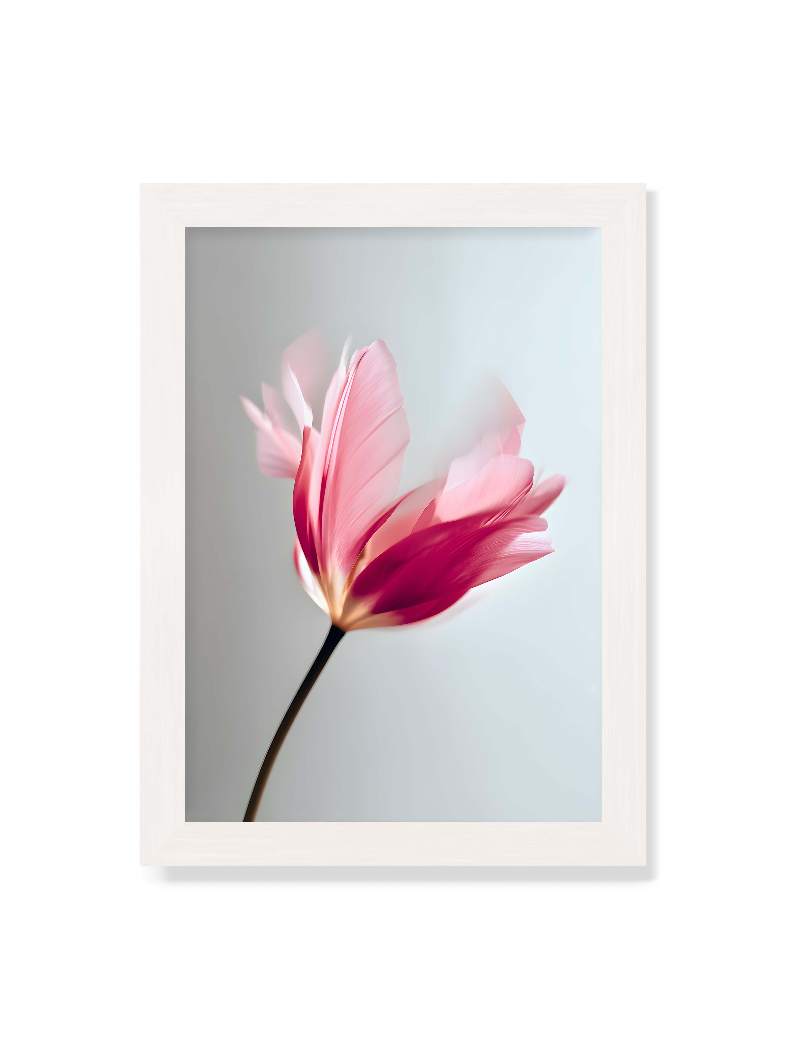 21x30 cm ohne Galerie-Rand mit weißem Rahmen – Zarte rosafarbene Tulpenblüte mit weicher Bewegungsunschärfe vor hellem grauen Hintergrund.