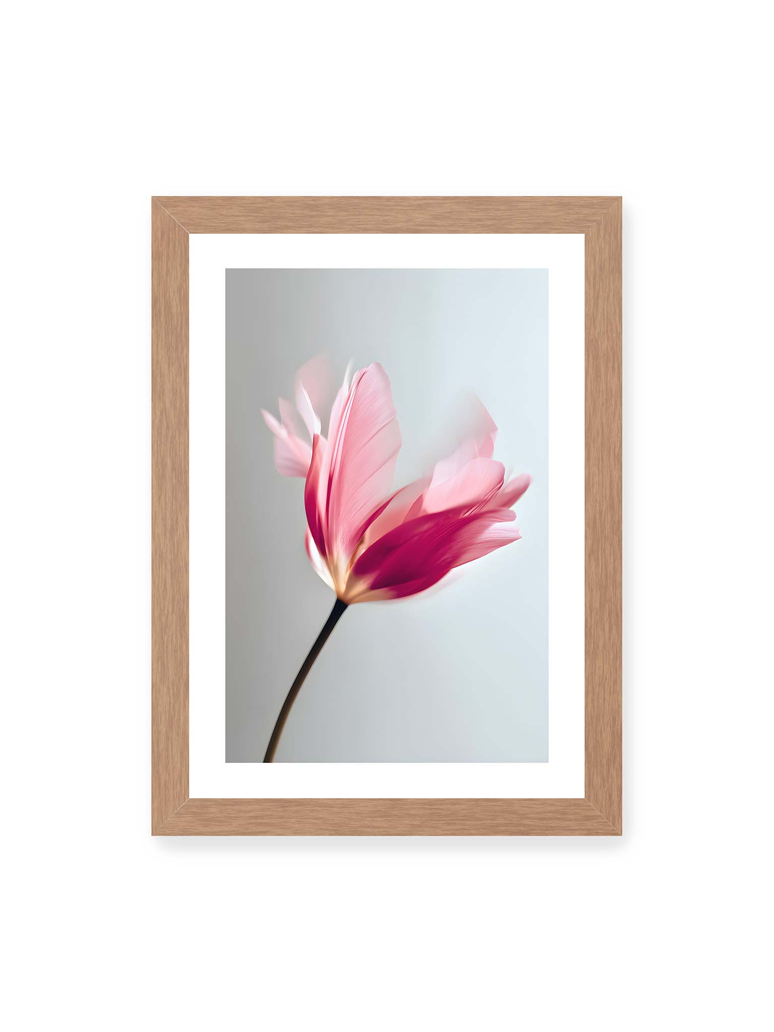 21x30 cm, weißer Galerie-Rand, Eichenrahmen – Zarte rosafarbene Tulpenblüte mit weicher Bewegungsunschärfe vor hellem grauen Hintergrund.