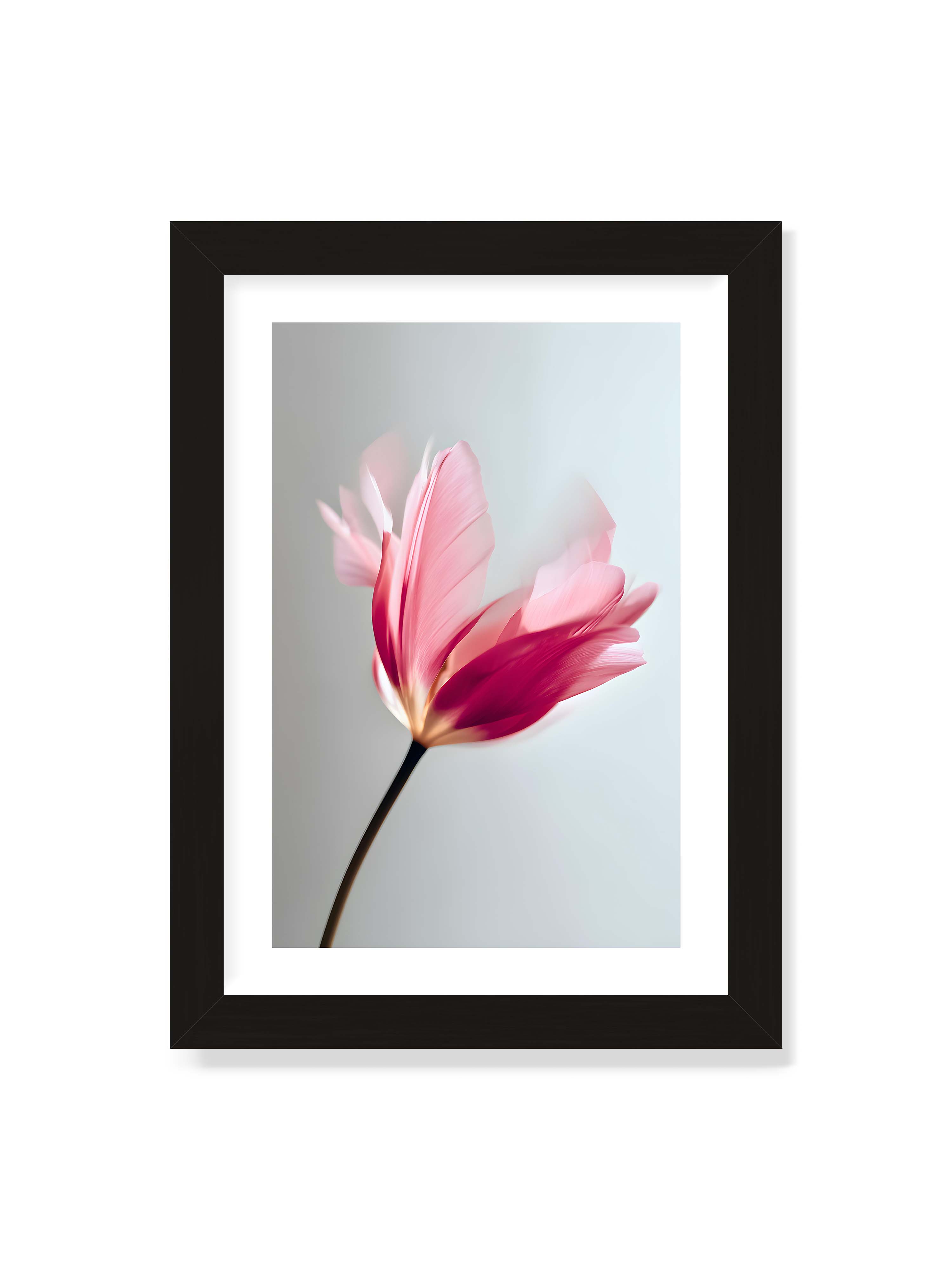 21x30 cm mit weißem Galerie-Rand mit schwarzem Rahmen – Zarte rosafarbene Tulpenblüte mit weicher Bewegungsunschärfe vor hellem grauen Hintergrund.