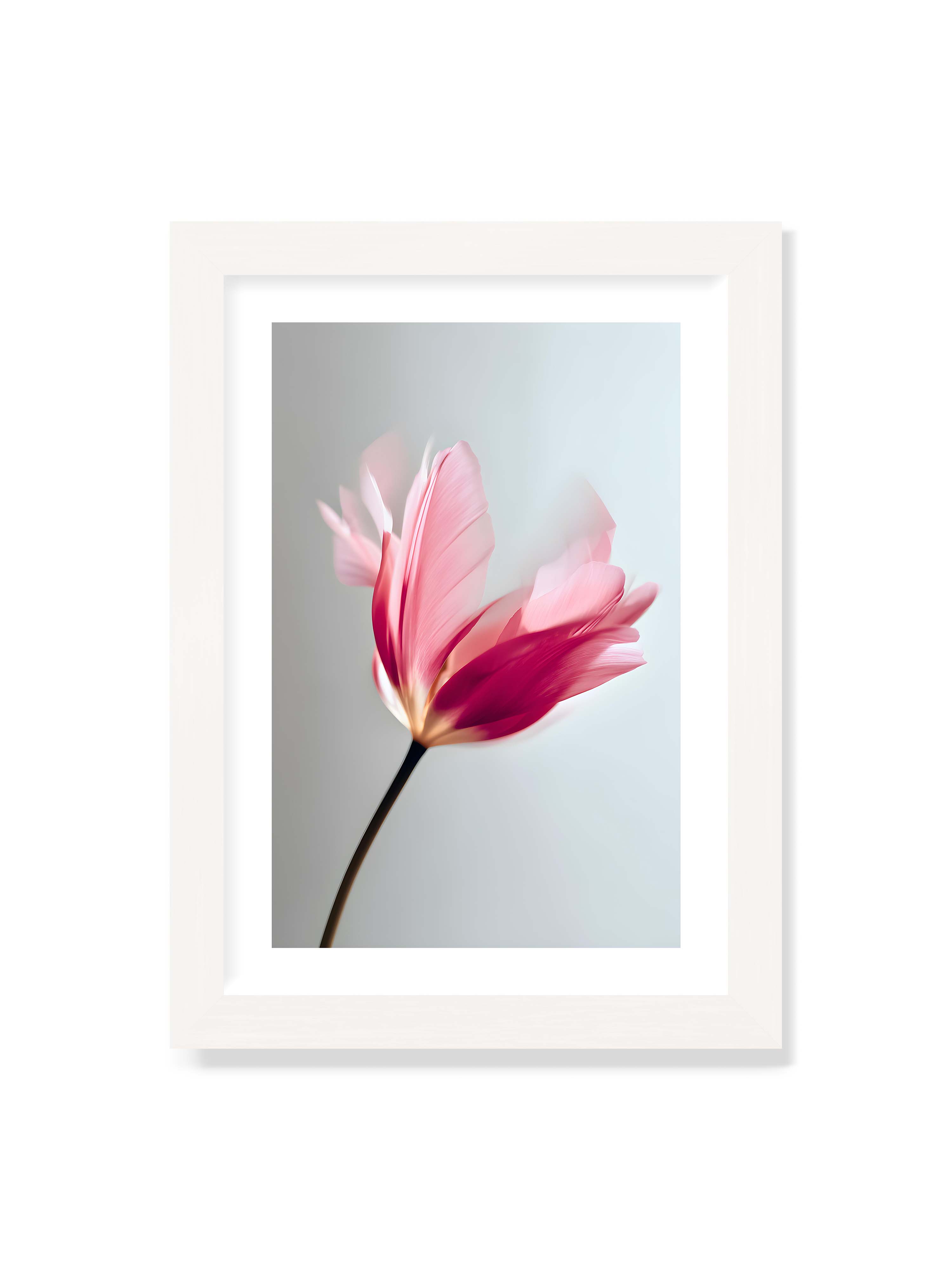 21x30 cm mit weißem Galerie-Rand mit weißem Rahmen – Zarte rosafarbene Tulpenblüte mit weicher Bewegungsunschärfe vor hellem grauen Hintergrund.