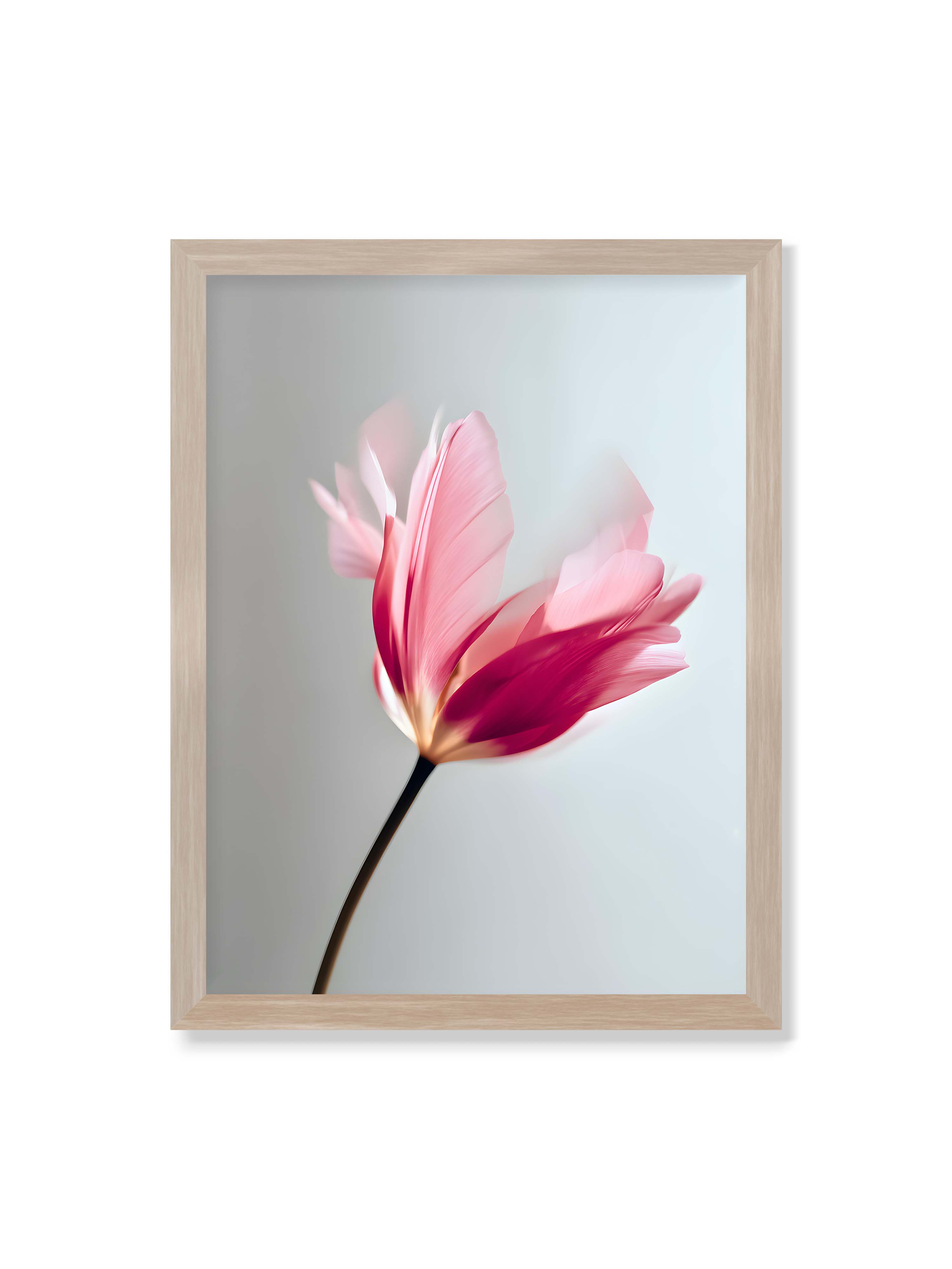 30x40 cm ohne Galerie-Rand im Eichenrahmen – Zarte rosafarbene Tulpenblüte mit weicher Bewegungsunschärfe vor hellem grauen Hintergrund.
