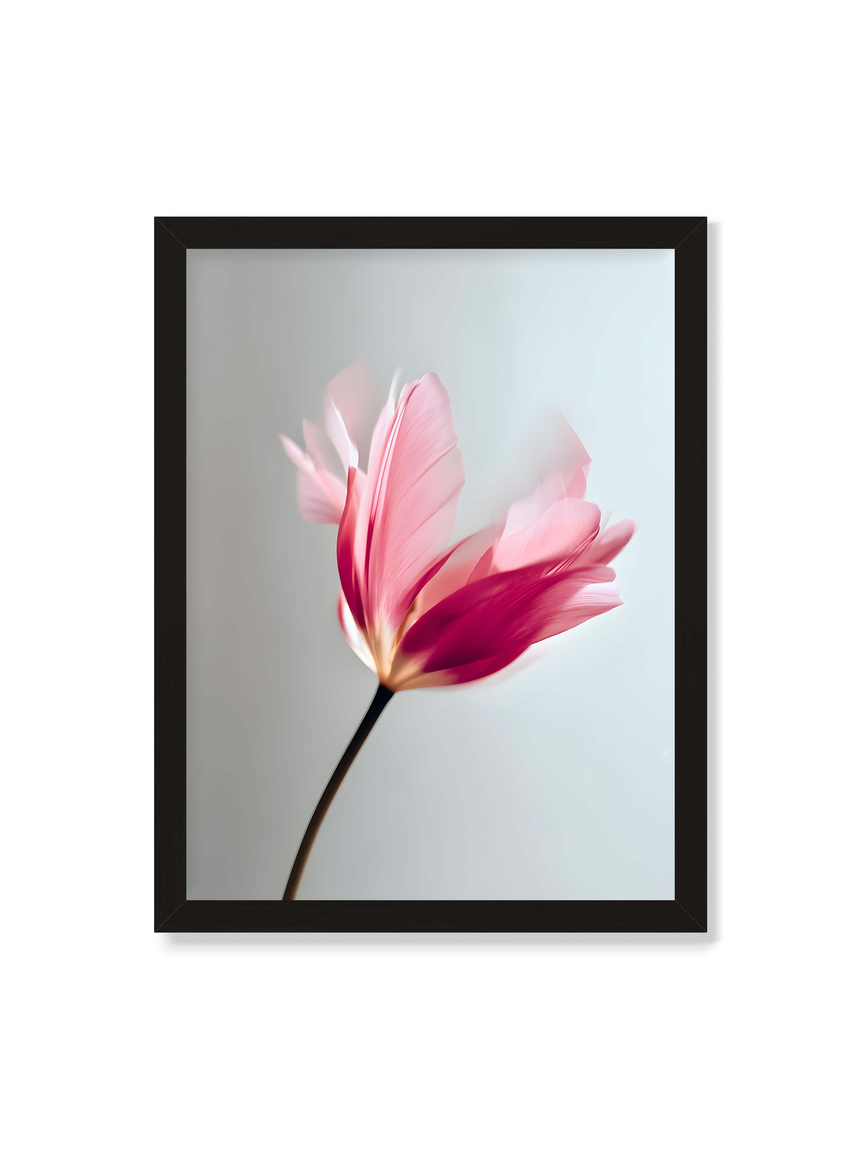 30x40 cm ohne Galerie-Rand mit schwarzem Rahmen – Zarte rosafarbene Tulpenblüte mit weicher Bewegungsunschärfe vor hellem grauen Hintergrund.