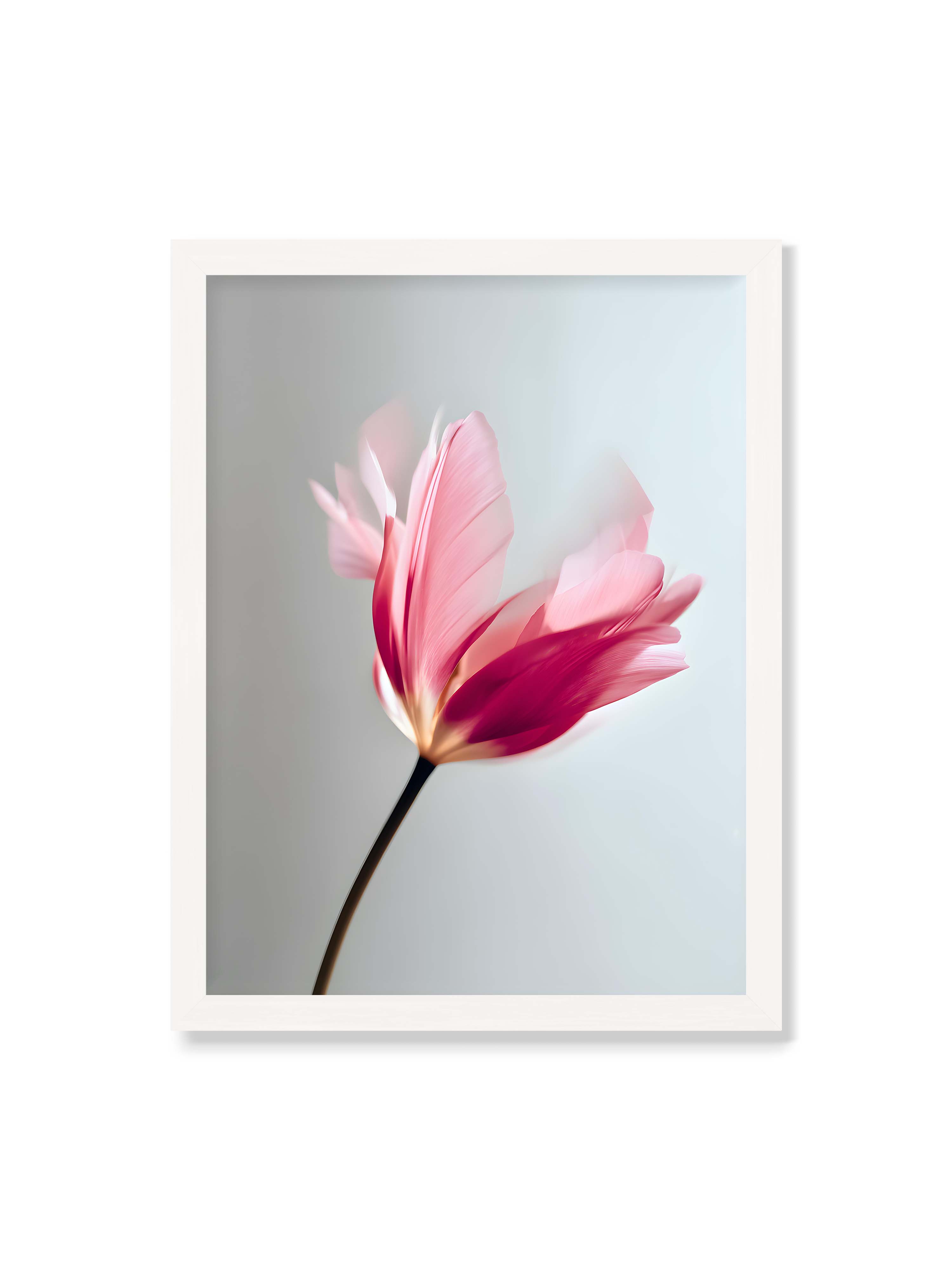30x40 cm ohne Galerie-Rand mit weißem Rahmen – Zarte rosafarbene Tulpenblüte mit weicher Bewegungsunschärfe vor hellem grauen Hintergrund.
