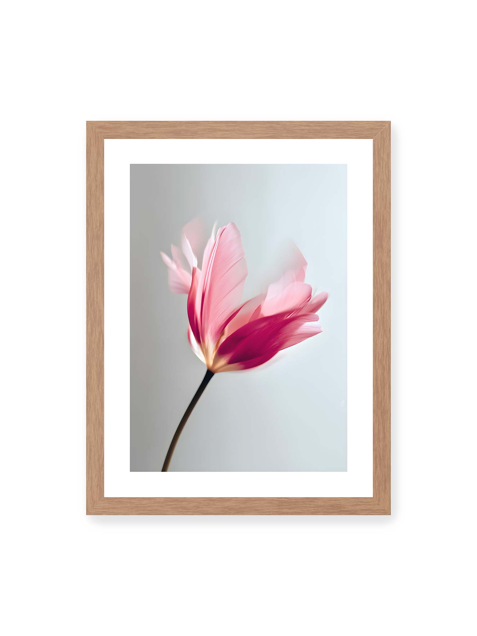 30x40 cm, weißer Galerie-Rand, Eichenrahmen – Zarte rosafarbene Tulpenblüte mit weicher Bewegungsunschärfe vor hellem grauen Hintergrund.