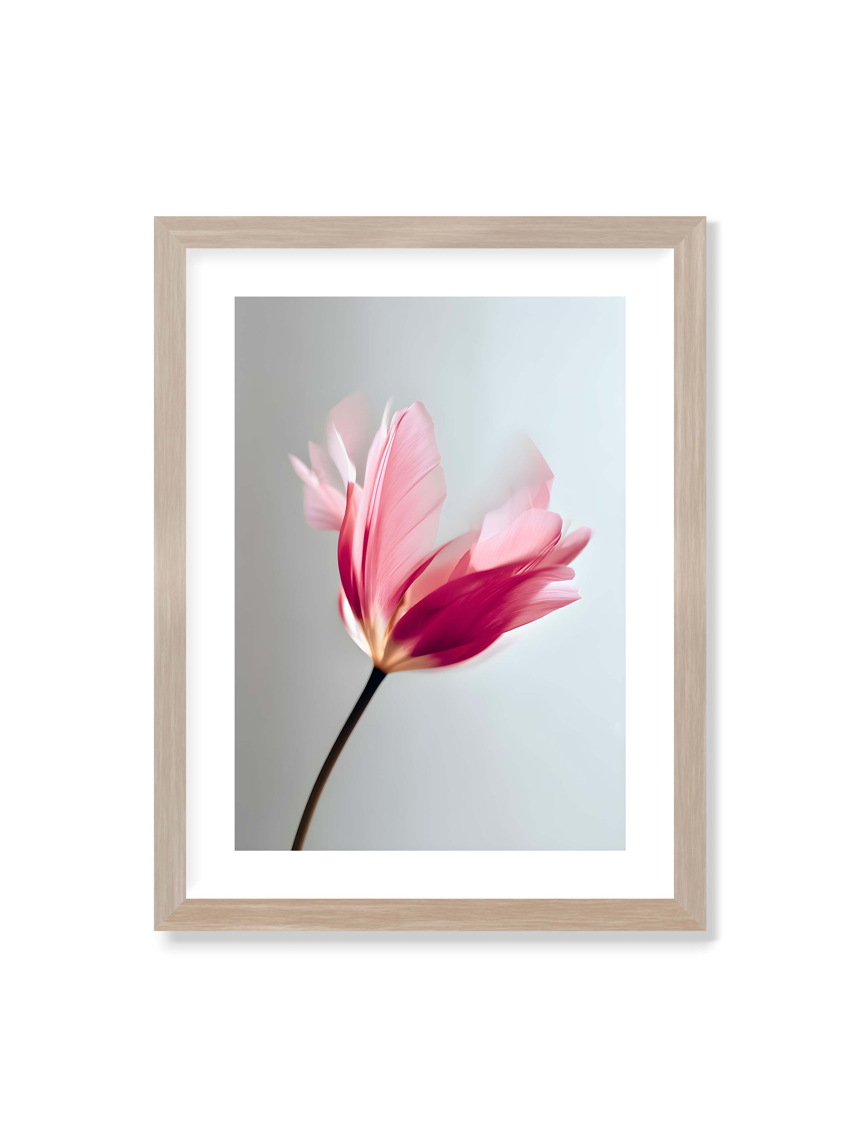 30x40 cm mit weißem Galerie-Rand im Eichenrahmen – Zarte rosafarbene Tulpenblüte mit weicher Bewegungsunschärfe vor hellem grauen Hintergrund.