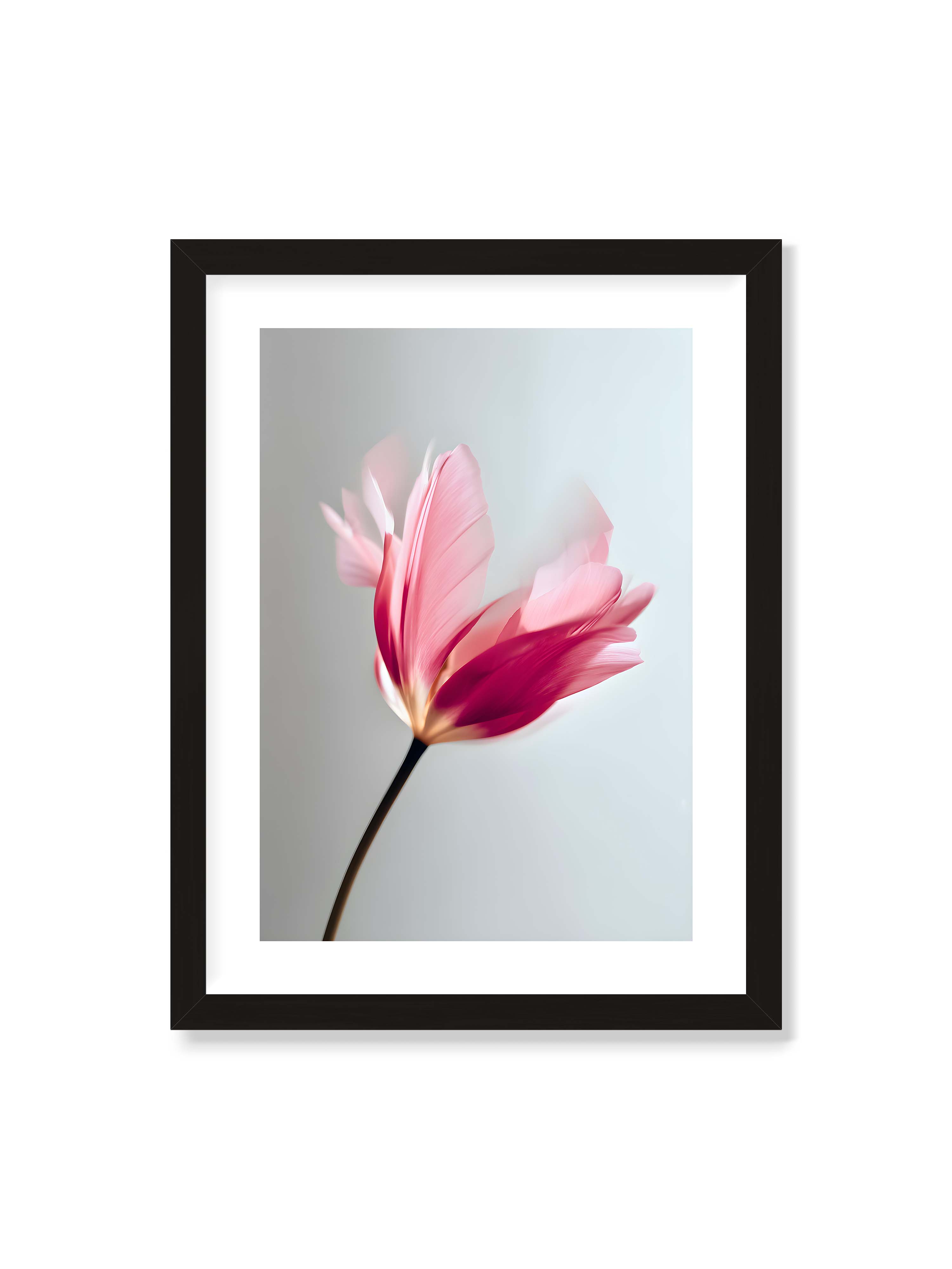 30x40 cm mit weißem Galerie-Rand mit schwarzem Rahmen – Zarte rosafarbene Tulpenblüte mit weicher Bewegungsunschärfe vor hellem grauen Hintergrund.