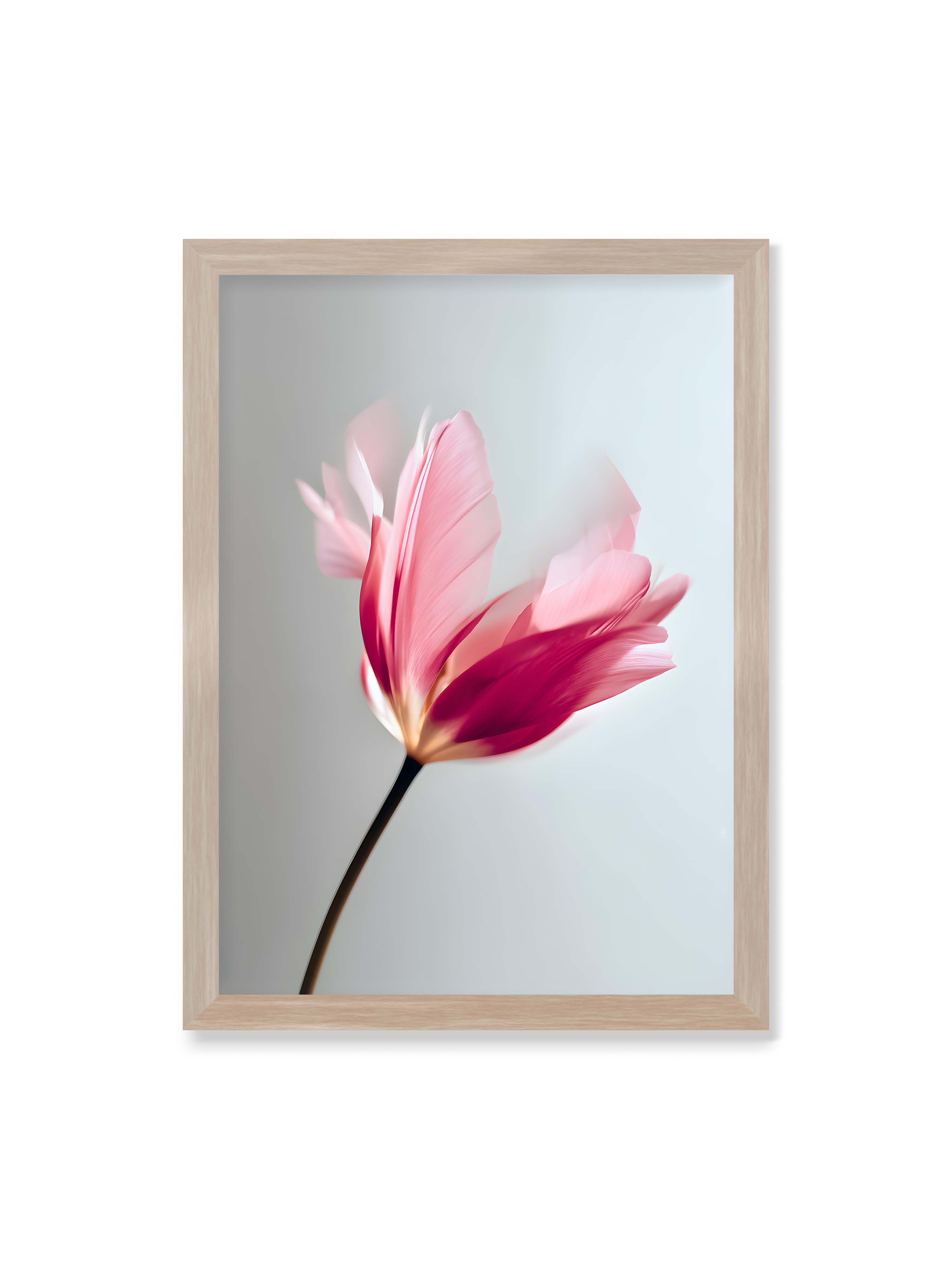 50x70 cm ohne Galerie-Rand im Eichenrahmen – Zarte rosafarbene Tulpenblüte mit weicher Bewegungsunschärfe vor hellem grauen Hintergrund.