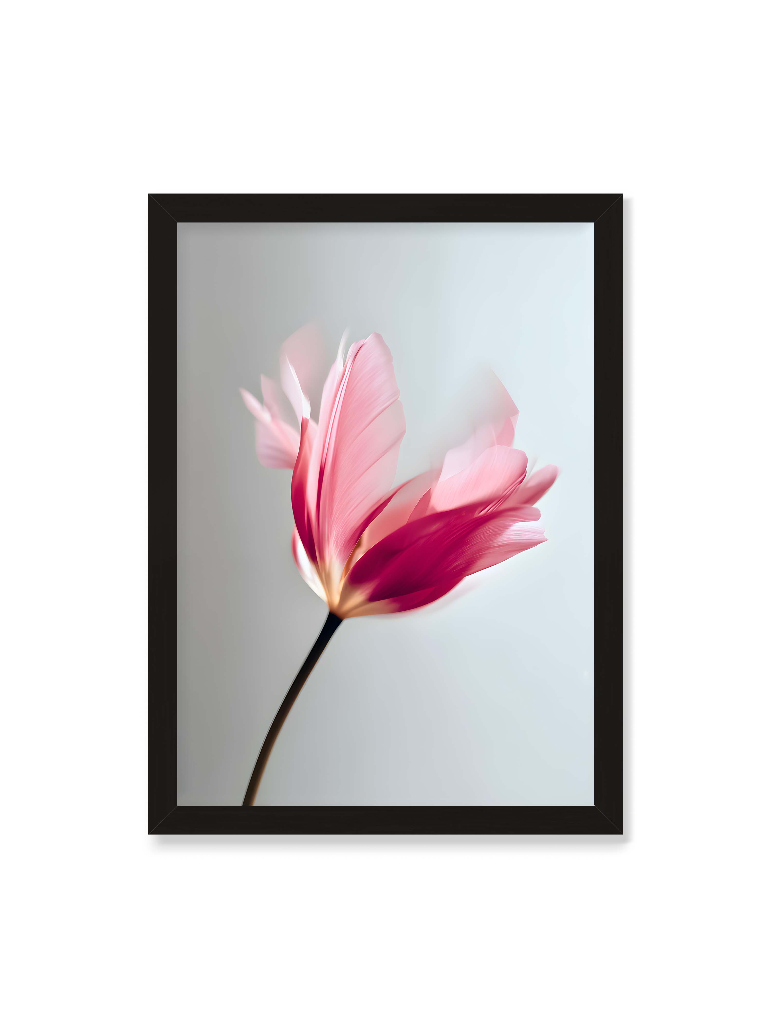 50x70 cm ohne Galerie-Rand mit schwarzem Rahmen – Zarte rosafarbene Tulpenblüte mit weicher Bewegungsunschärfe vor hellem grauen Hintergrund.