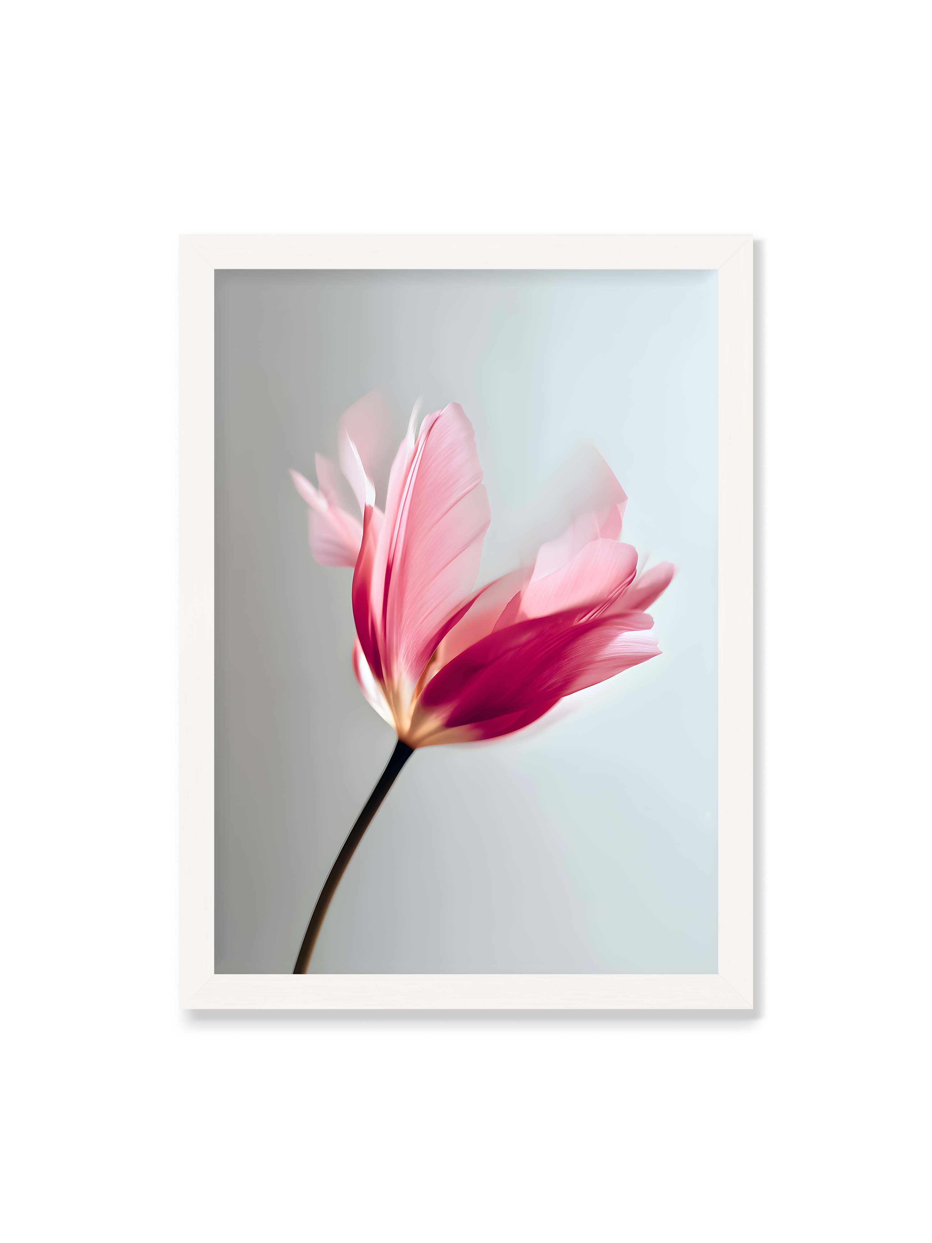 50x70 cm ohne Galerie-Rand mit weißem Rahmen – Zarte rosafarbene Tulpenblüte mit weicher Bewegungsunschärfe vor hellem grauen Hintergrund.