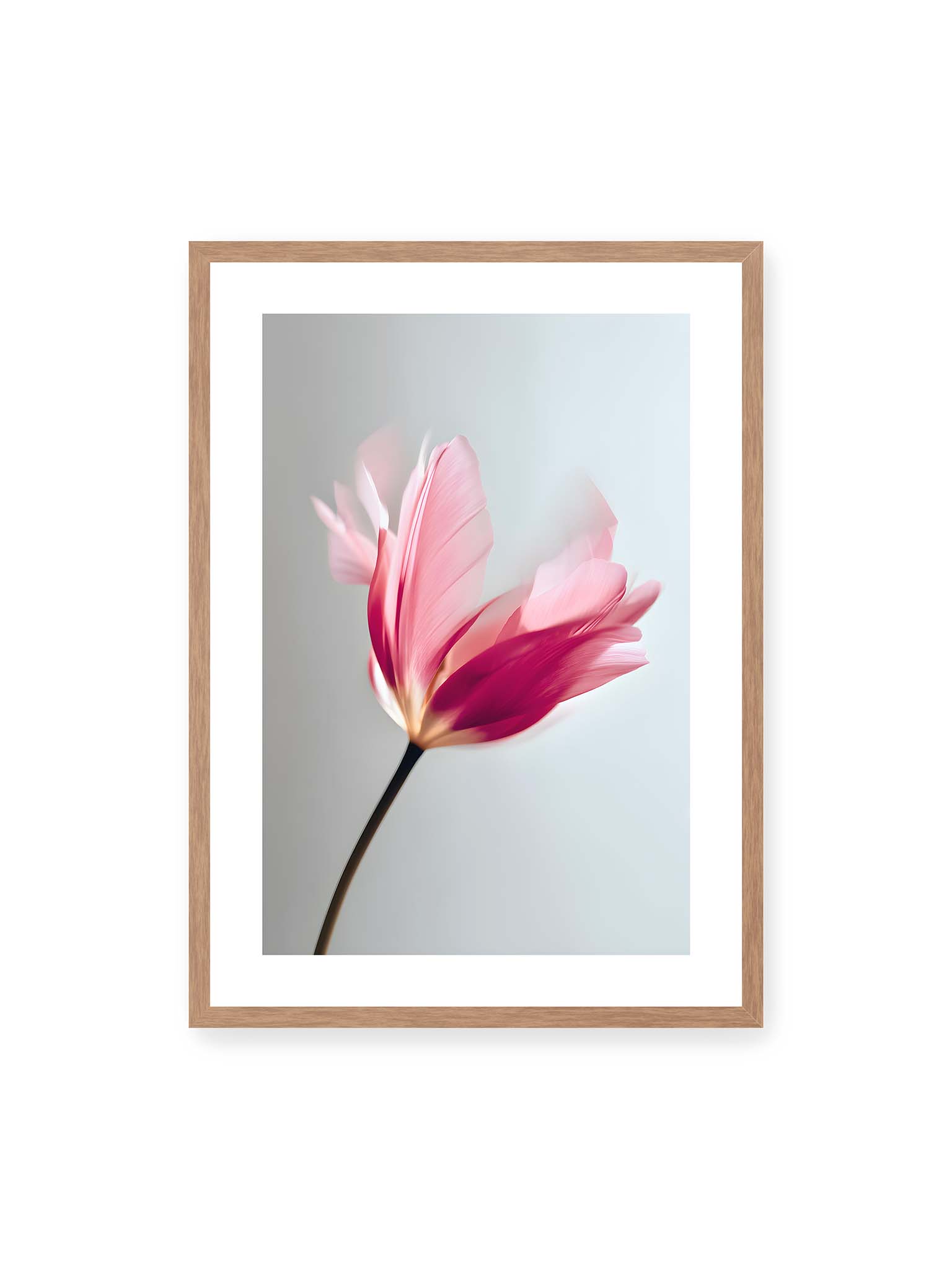 50x70 cm, weißer Galerie-Rand, Eichenrahmen – Zarte rosafarbene Tulpenblüte mit weicher Bewegungsunschärfe vor hellem grauen Hintergrund.