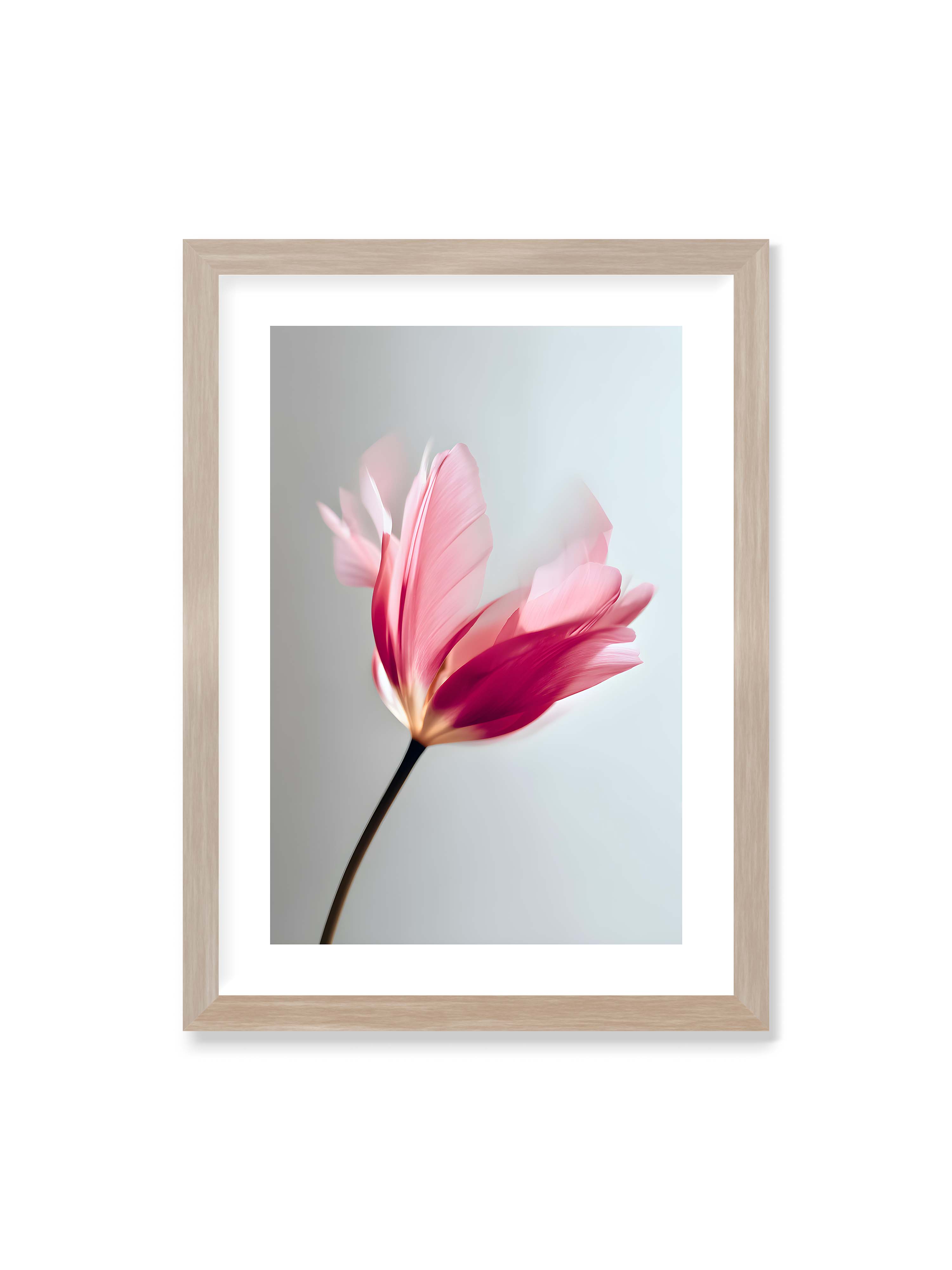 50x70 cm mit weißem Galerie-Rand im Eichenrahmen – Zarte rosafarbene Tulpenblüte mit weicher Bewegungsunschärfe vor hellem grauen Hintergrund.