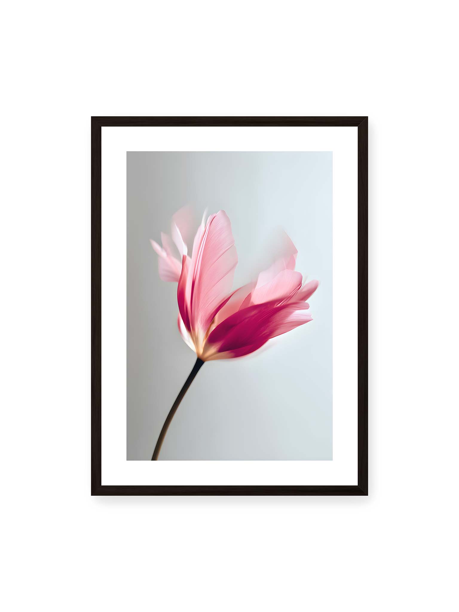 50x70 cm, weißer Galerie-Rand, schwarzer Rahmen – Zarte rosafarbene Tulpenblüte mit weicher Bewegungsunschärfe vor hellem grauen Hintergrund.