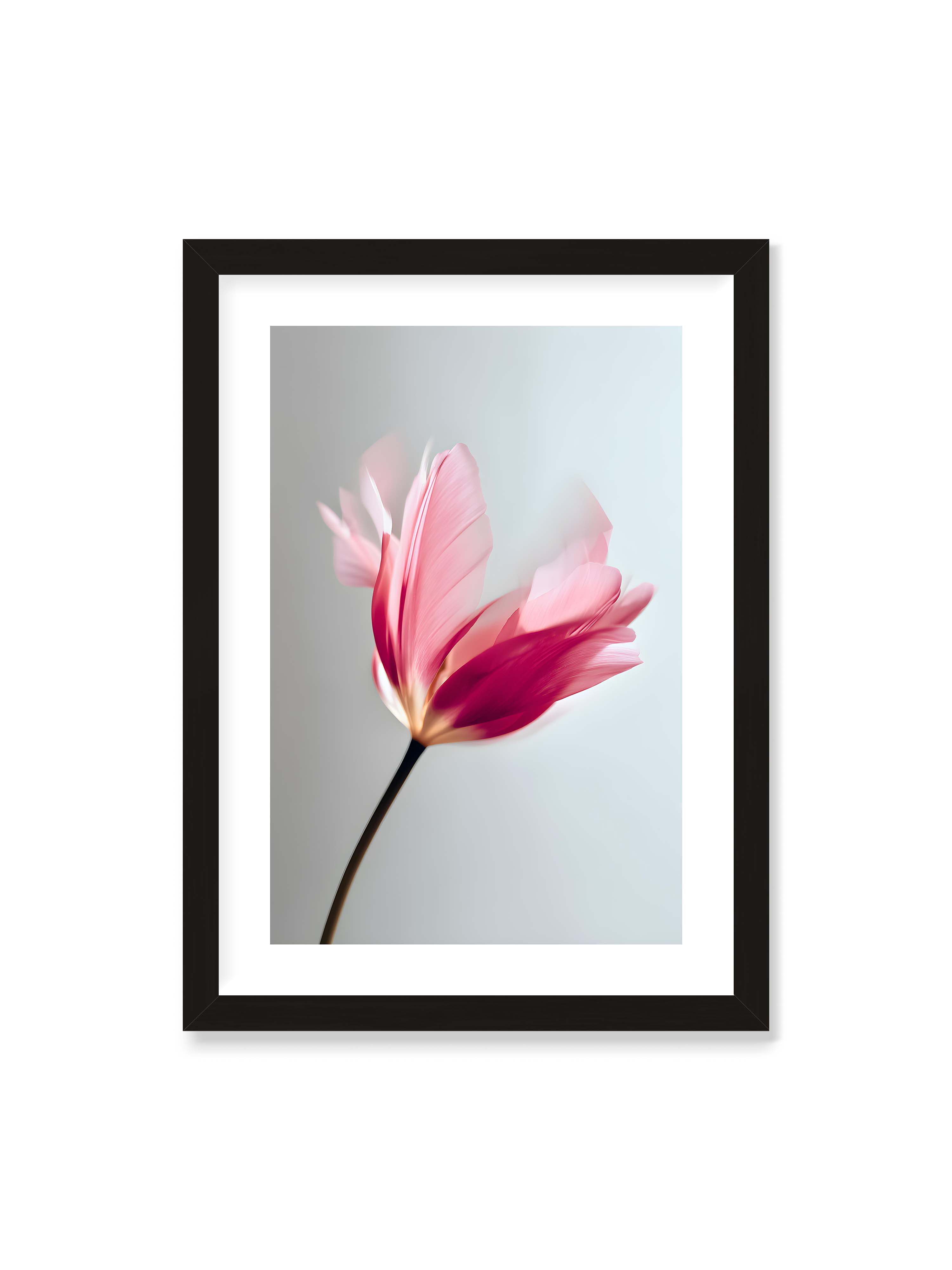 50x70 cm mit weißem Galerie-Rand mit schwarzem Rahmen – Zarte rosafarbene Tulpenblüte mit weicher Bewegungsunschärfe vor hellem grauen Hintergrund.