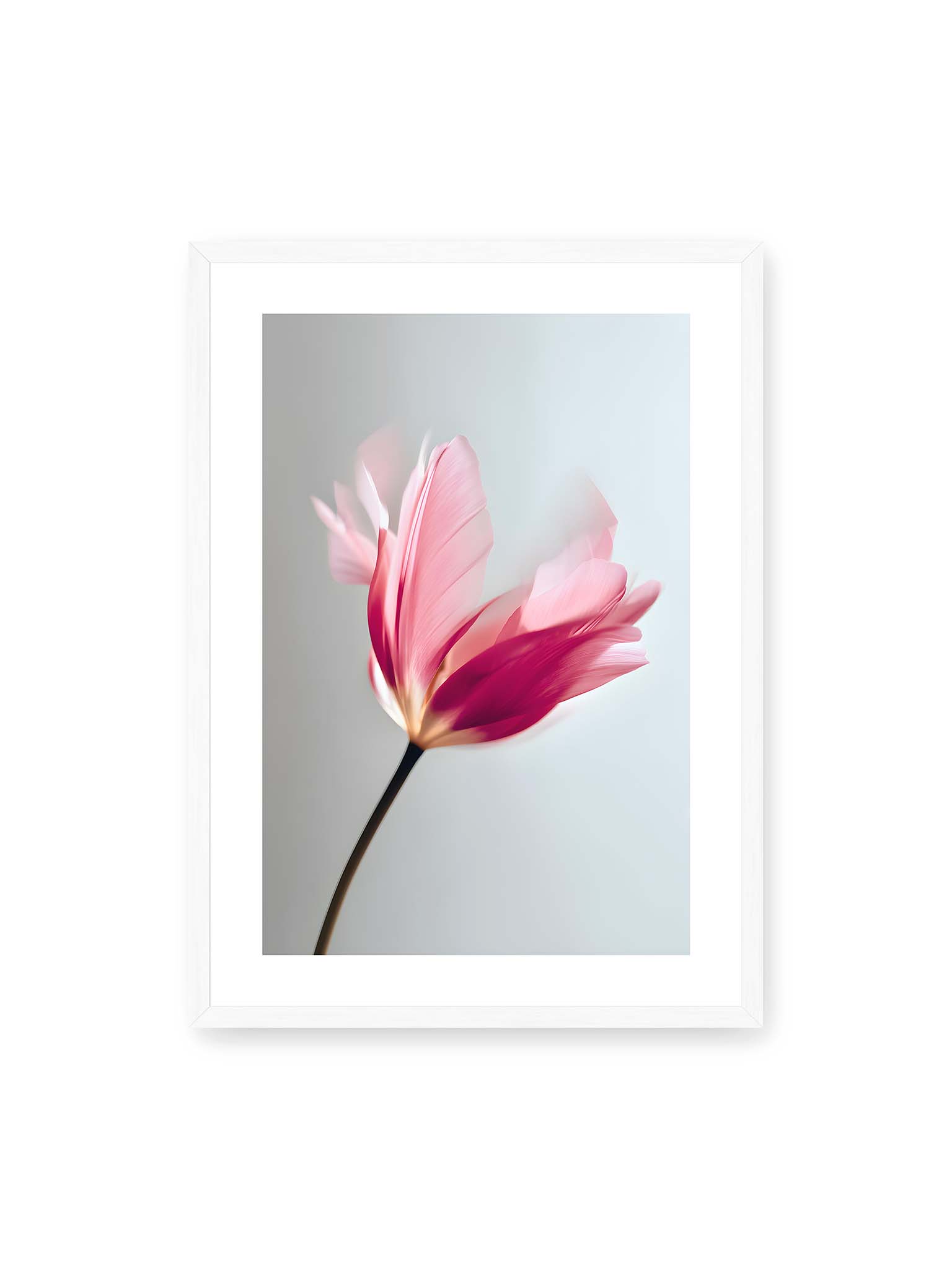 50x70 cm, weißer Galerie-Rand, weißer Rahmen – Zarte rosafarbene Tulpenblüte mit weicher Bewegungsunschärfe vor hellem grauen Hintergrund.
