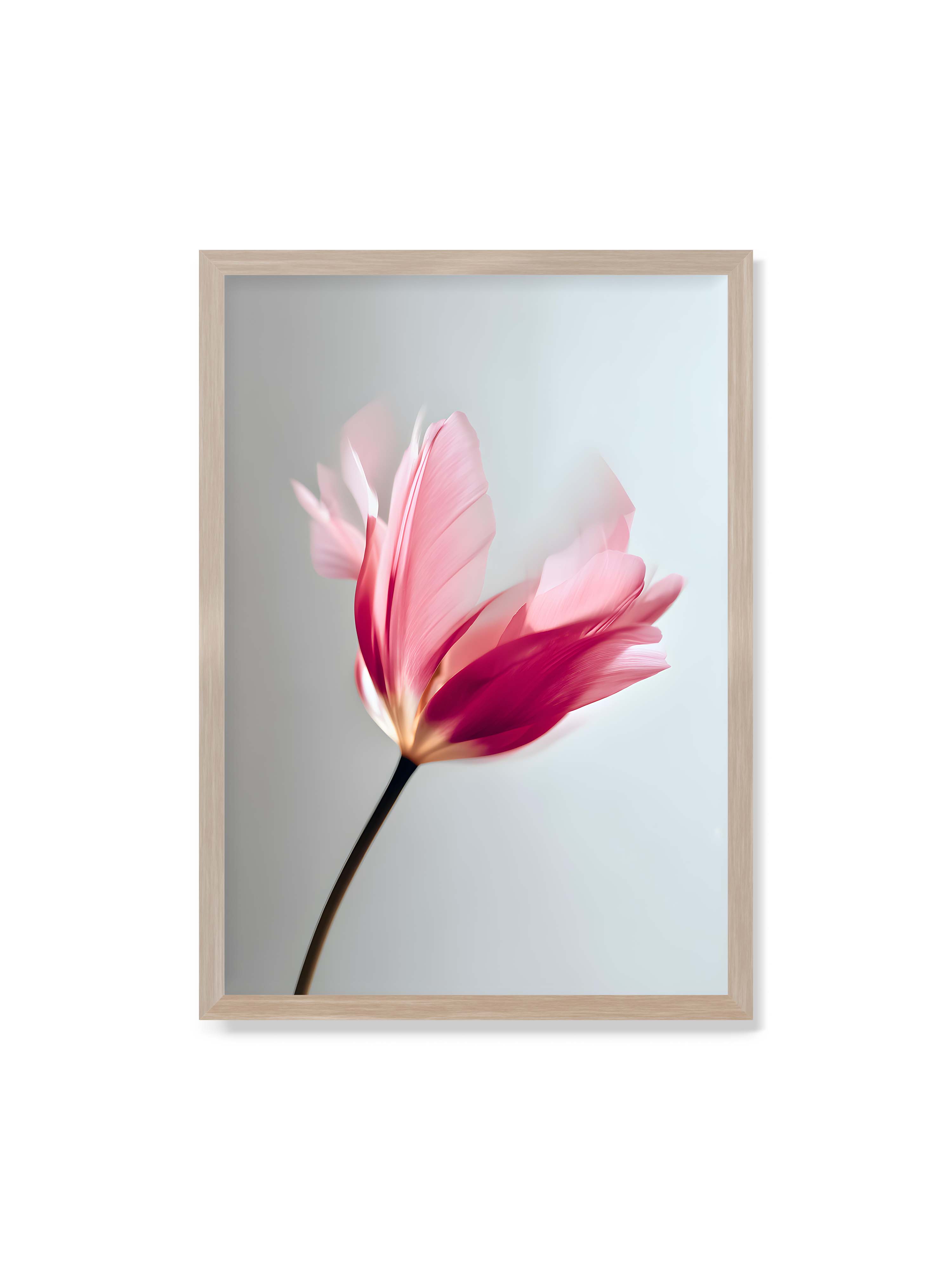 70x100 cm ohne Galerie-Rand im Eichenrahmen – Zarte rosafarbene Tulpenblüte mit weicher Bewegungsunschärfe vor hellem grauen Hintergrund.