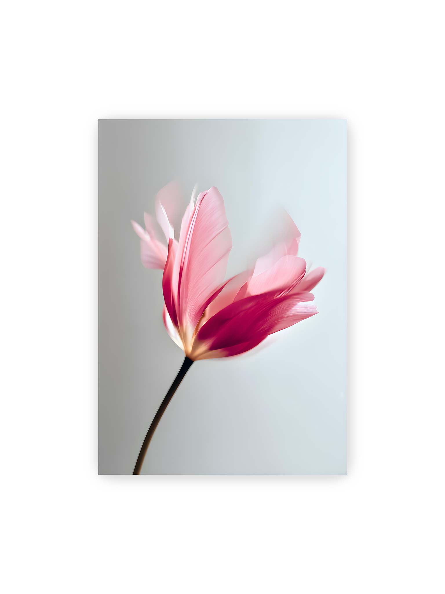 70x100 cm – Zarte rosafarbene Tulpenblüte mit weicher Bewegungsunschärfe vor hellem grauen Hintergrund.