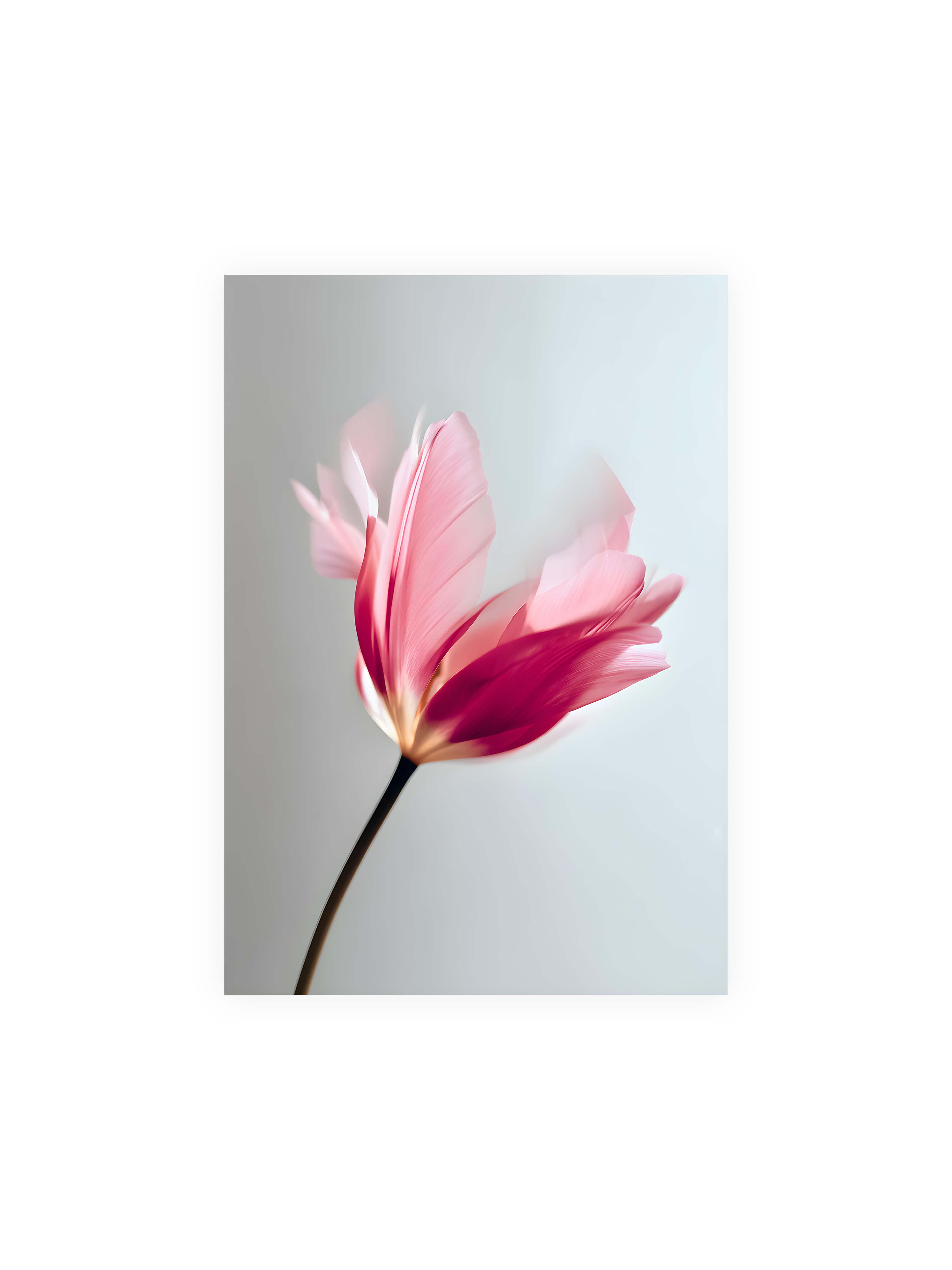 70x100 cm ohne Galerie-Rand ohne Rahmen – Zarte rosafarbene Tulpenblüte mit weicher Bewegungsunschärfe vor hellem grauen Hintergrund.