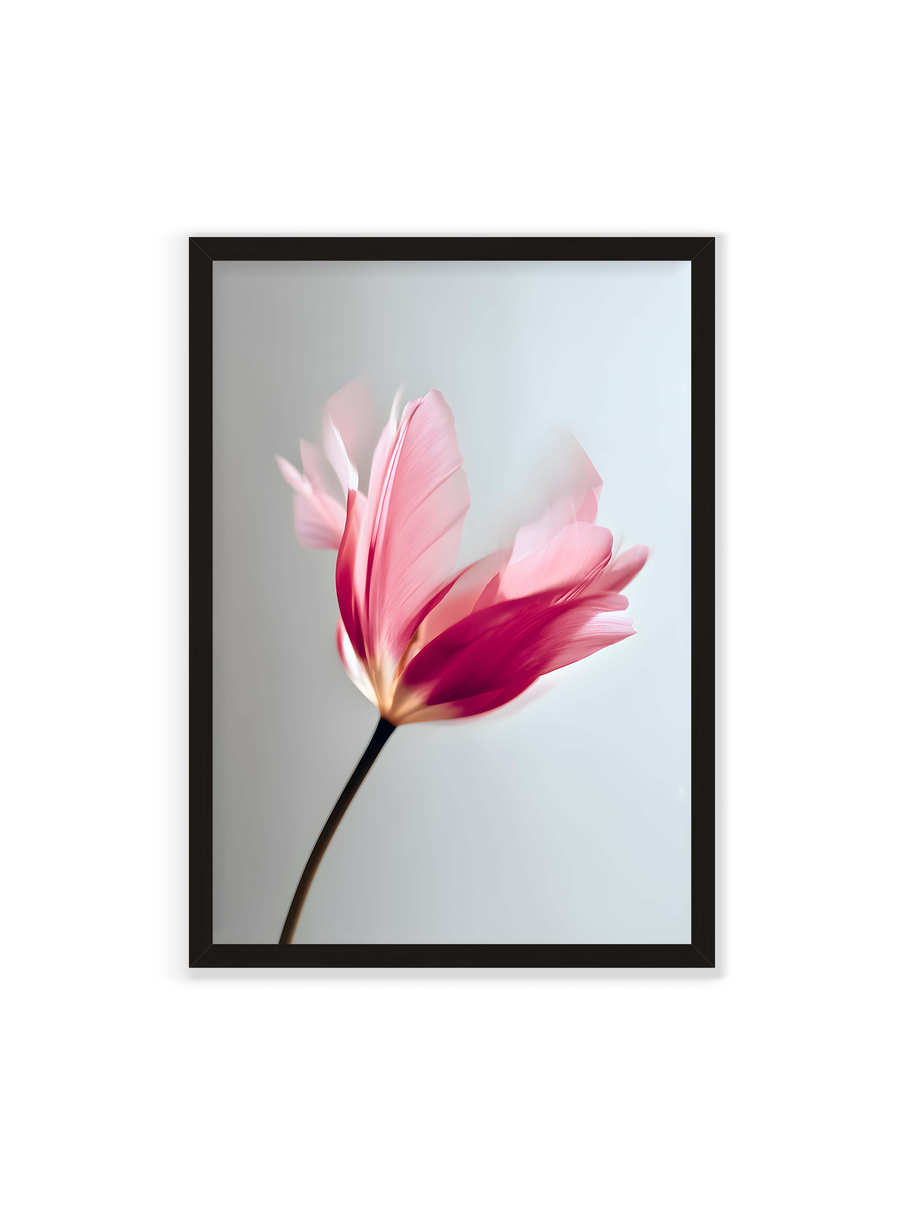 70x100 cm ohne Galerie-Rand mit schwarzem Rahmen – Zarte rosafarbene Tulpenblüte mit weicher Bewegungsunschärfe vor hellem grauen Hintergrund.