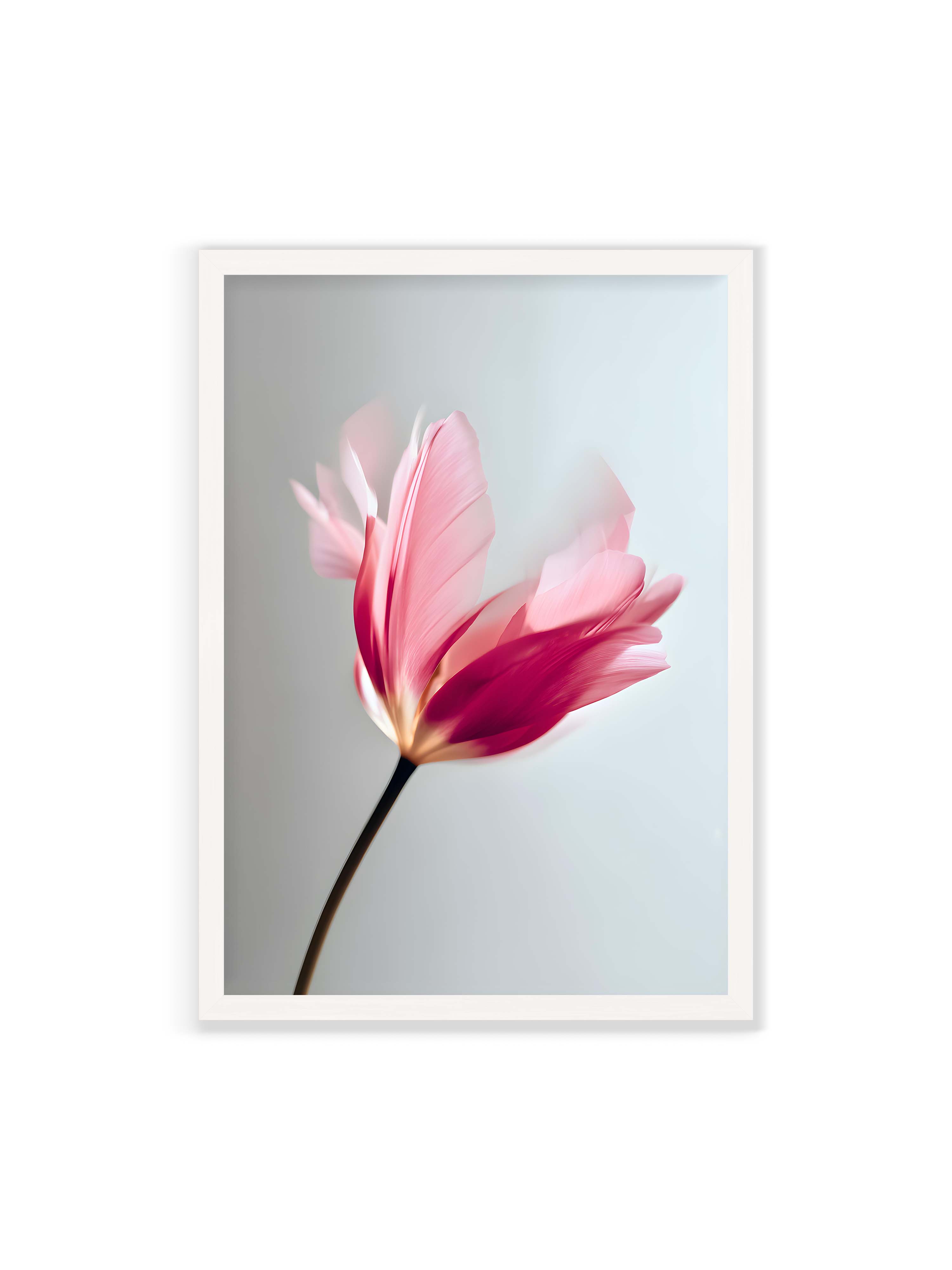 70x100 cm ohne Galerie-Rand mit weißem Rahmen – Zarte rosafarbene Tulpenblüte mit weicher Bewegungsunschärfe vor hellem grauen Hintergrund.