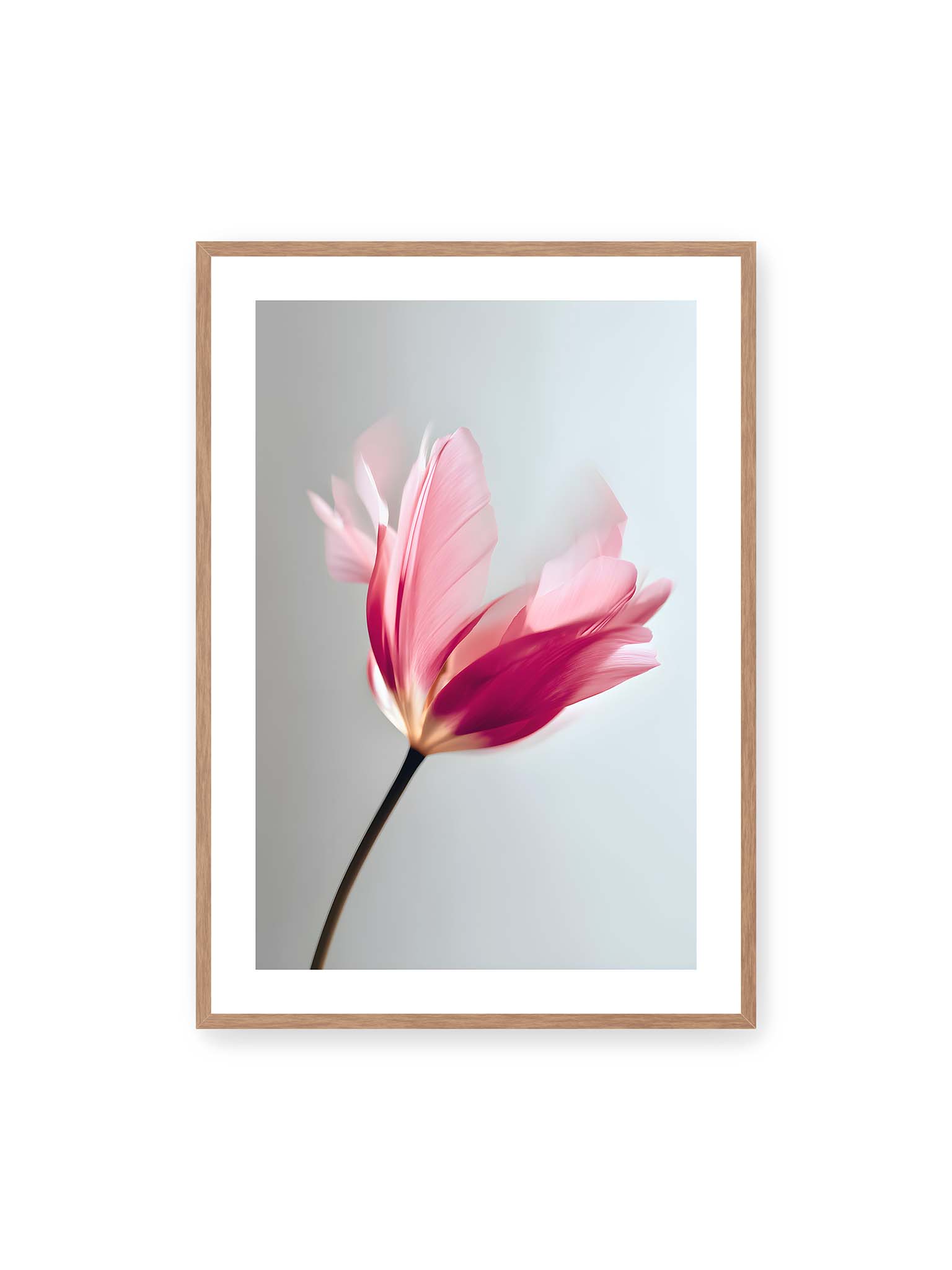 70x100 cm, weißer Galerie-Rand, Eichenrahmen – Zarte rosafarbene Tulpenblüte mit weicher Bewegungsunschärfe vor hellem grauen Hintergrund.