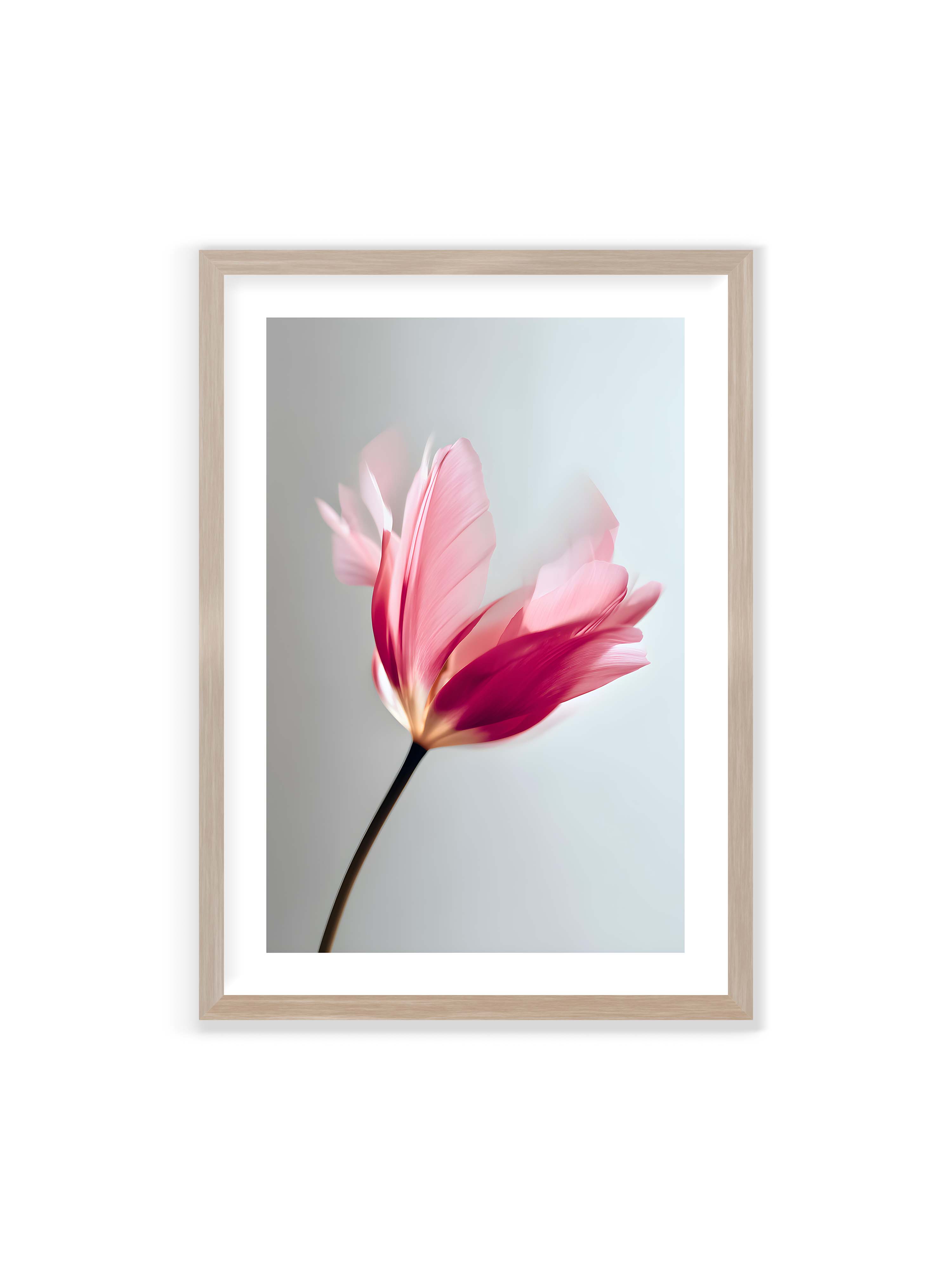 70x100 cm mit weißem Galerie-Rand im Eichenrahmen – Zarte rosafarbene Tulpenblüte mit weicher Bewegungsunschärfe vor hellem grauen Hintergrund.