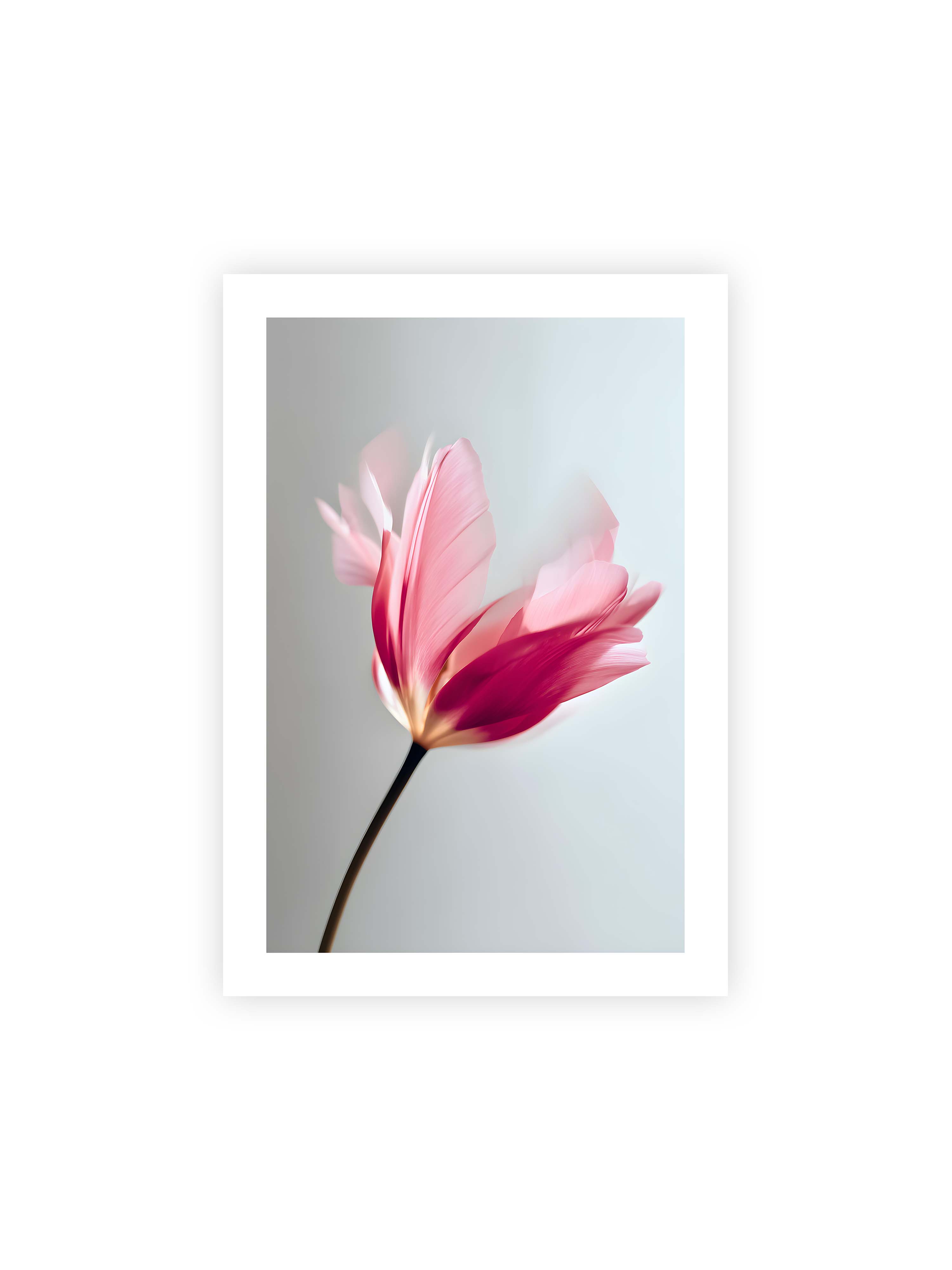 70x100 cm mit weißem Galerie-Rand ohne Rahmen – Zarte rosafarbene Tulpenblüte mit weicher Bewegungsunschärfe vor hellem grauen Hintergrund.