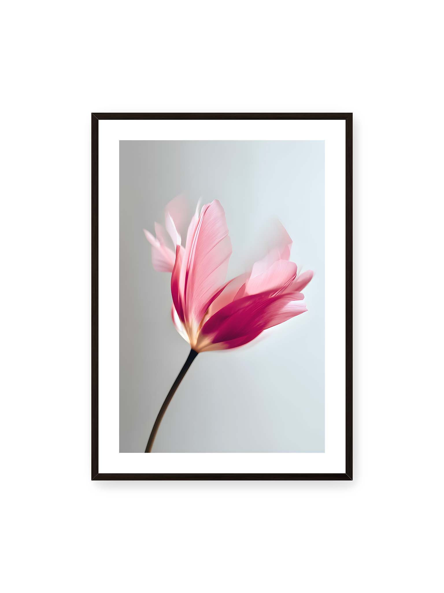 70x100 cm, weißer Galerie-Rand, schwarzer Rahmen – Zarte rosafarbene Tulpenblüte mit weicher Bewegungsunschärfe vor hellem grauen Hintergrund.