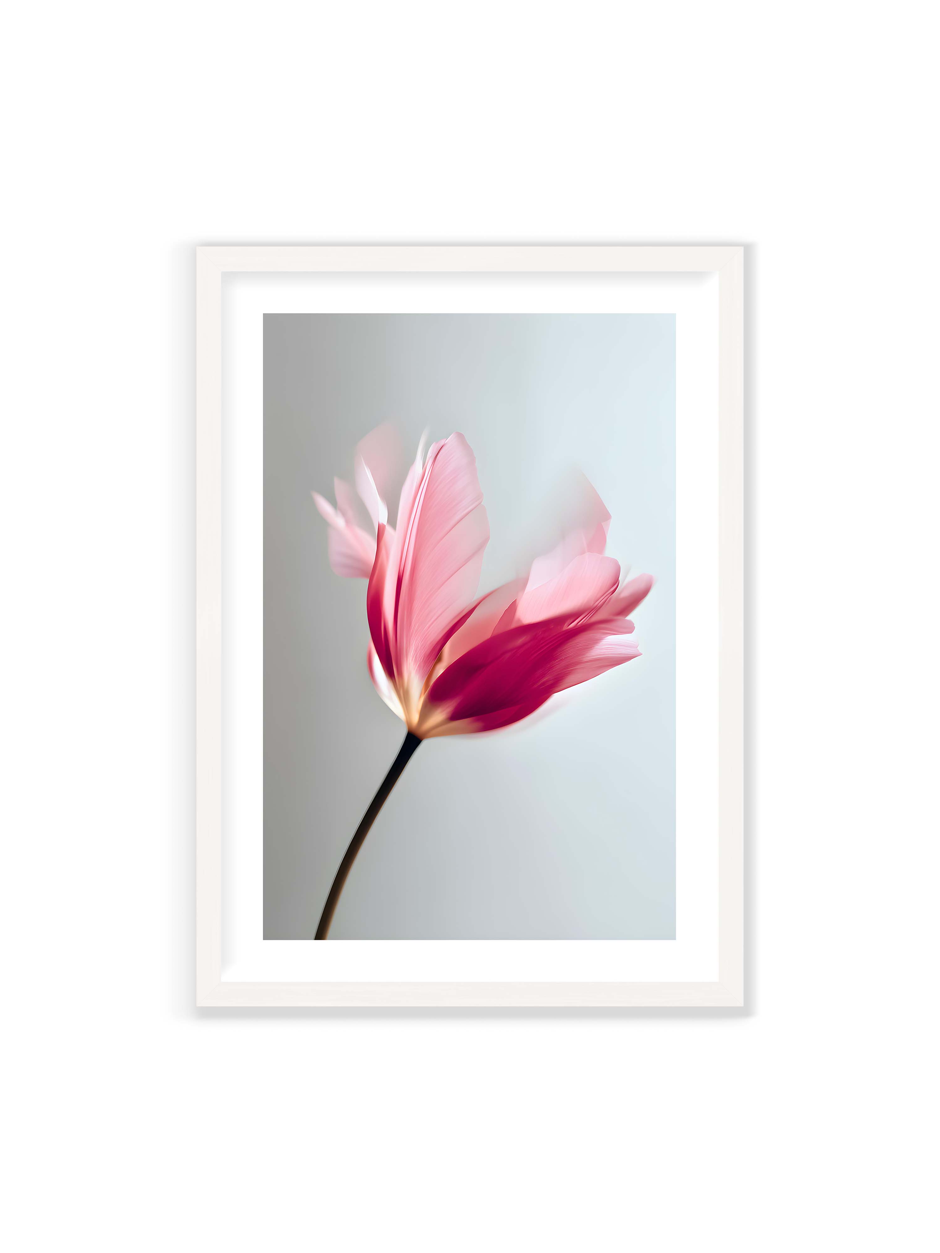 70x100 cm mit weißem Galerie-Rand mit weißem Rahmen – Zarte rosafarbene Tulpenblüte mit weicher Bewegungsunschärfe vor hellem grauen Hintergrund.