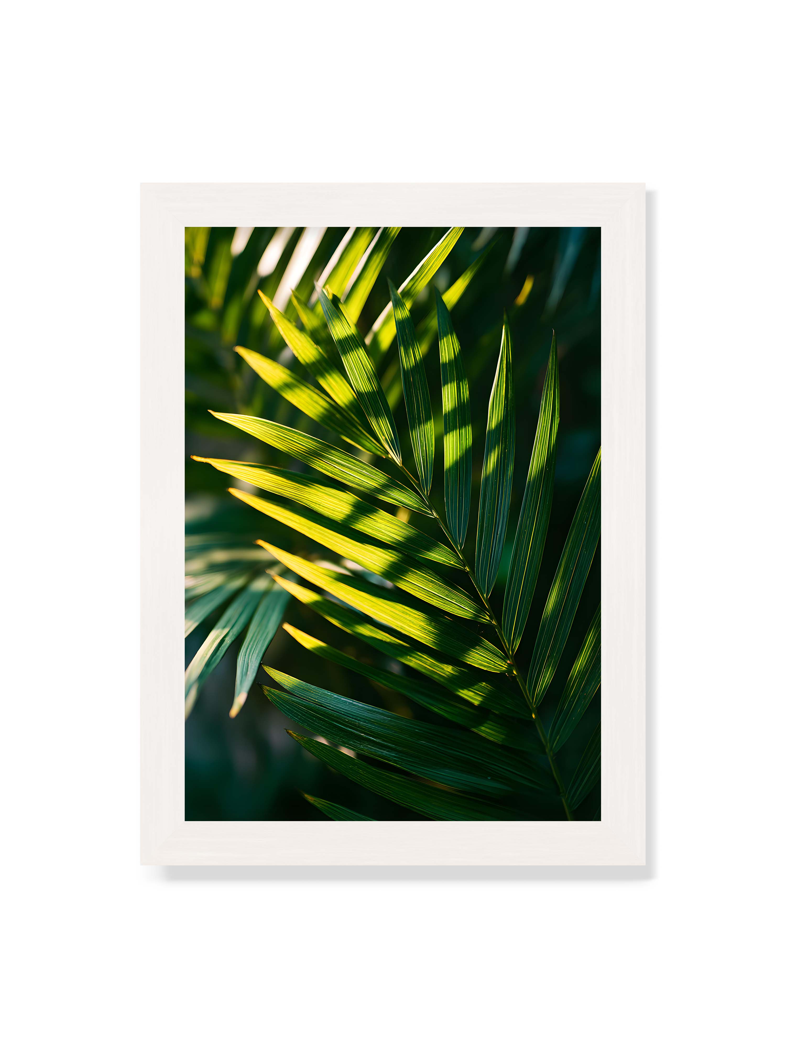 21x30 cm ohne Galerie-Rand mit weißem Rahmen – Nahaufnahme eines Palmwedels mit gelbgrünen Lichtstreifen und dunklen Schatten auf unscharfem Hintergrund.