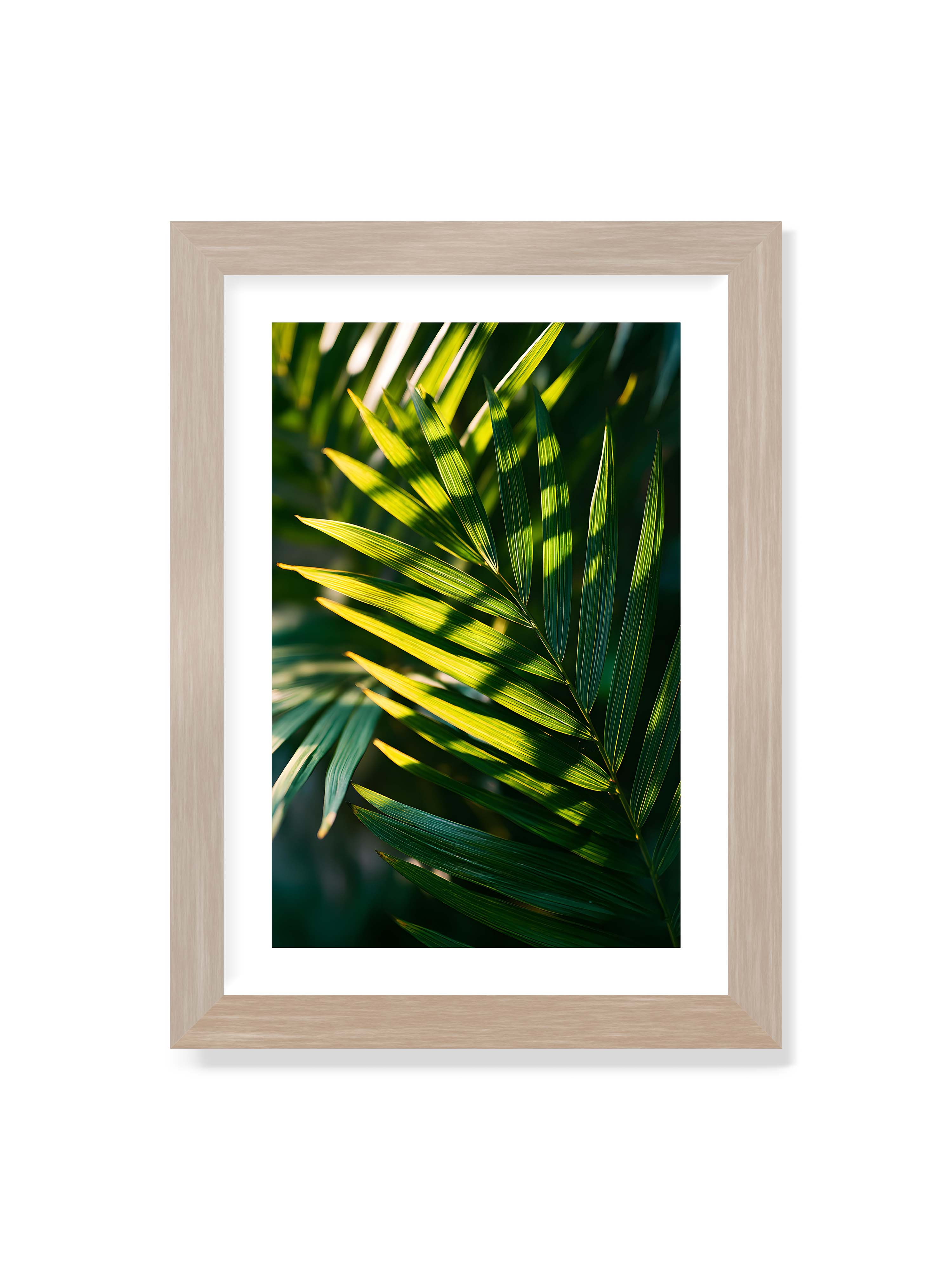 21x30 cm mit weißem Galerie-Rand im Eichenrahmen – Nahaufnahme eines Palmwedels mit gelbgrünen Lichtstreifen und dunklen Schatten auf unscharfem Hintergrund.