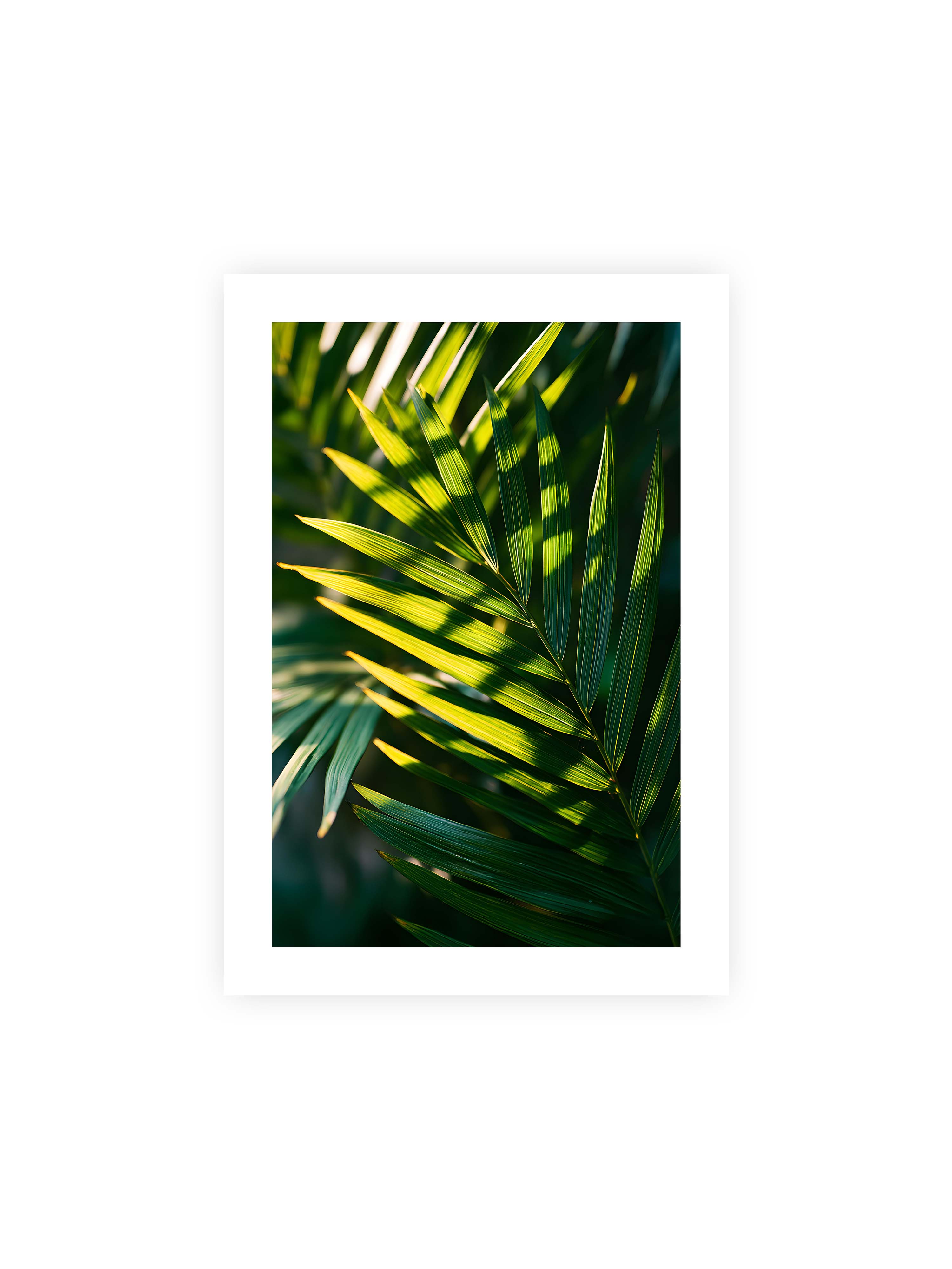 21x30 cm mit weißem Galerie-Rand ohne Rahmen – Nahaufnahme eines Palmwedels mit gelbgrünen Lichtstreifen und dunklen Schatten auf unscharfem Hintergrund.