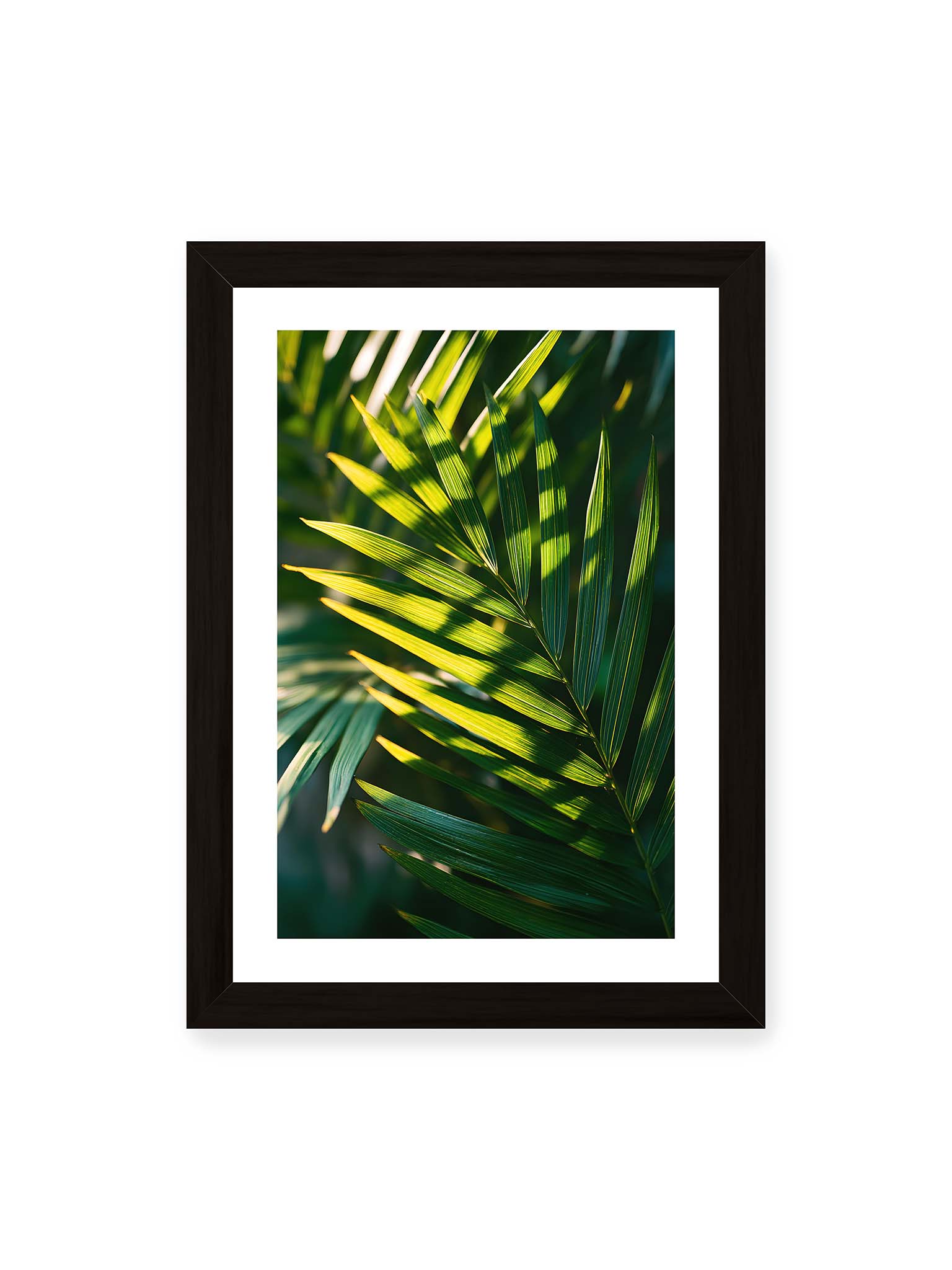 21x30 cm, weißer Galerie-Rand, schwarzer Rahmen – Nahaufnahme eines Palmwedels mit gelbgrünen Lichtstreifen und dunklen Schatten auf unscharfem Hintergrund.