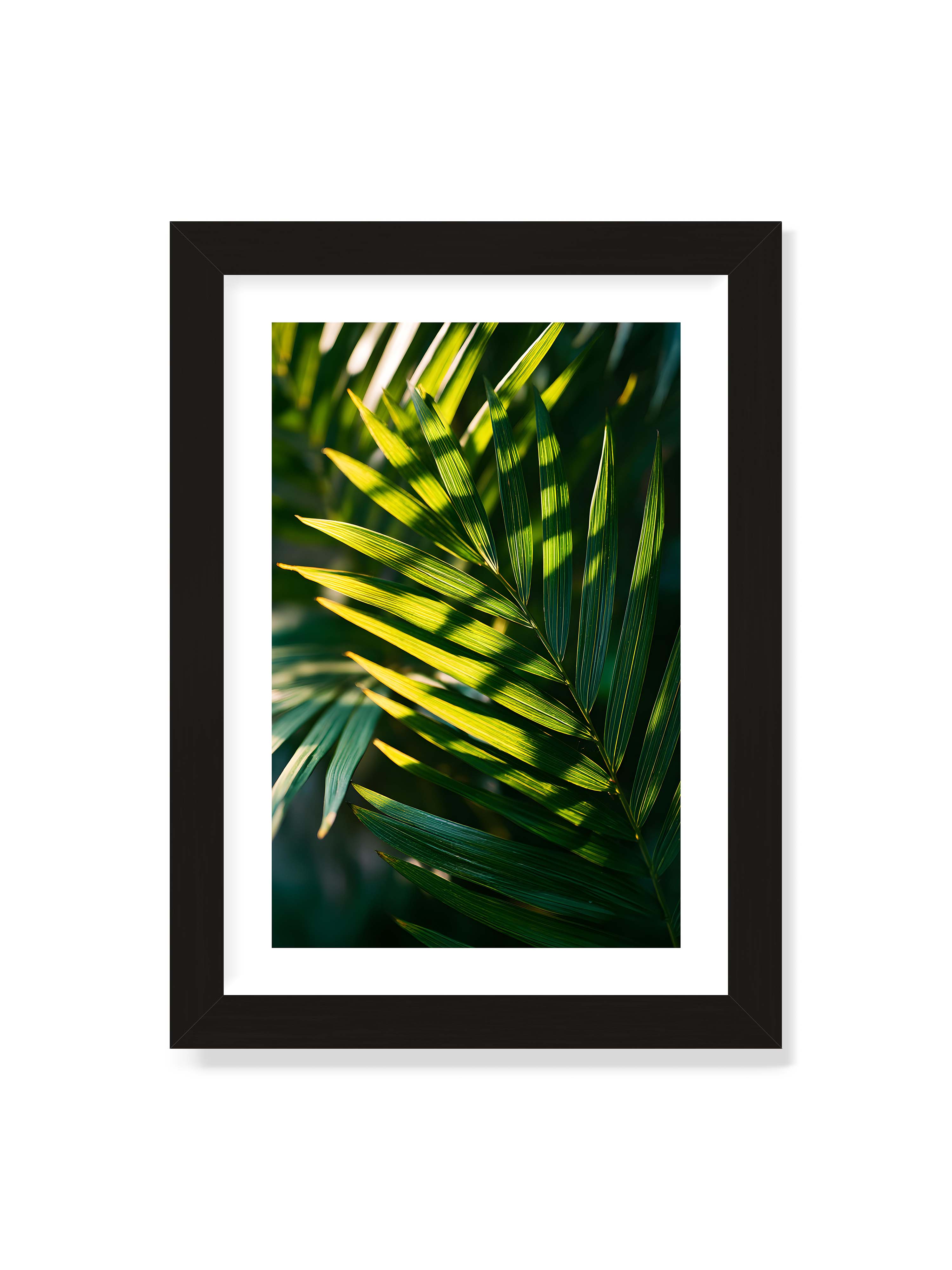 21x30 cm mit weißem Galerie-Rand mit schwarzem Rahmen – Nahaufnahme eines Palmwedels mit gelbgrünen Lichtstreifen und dunklen Schatten auf unscharfem Hintergrund.
