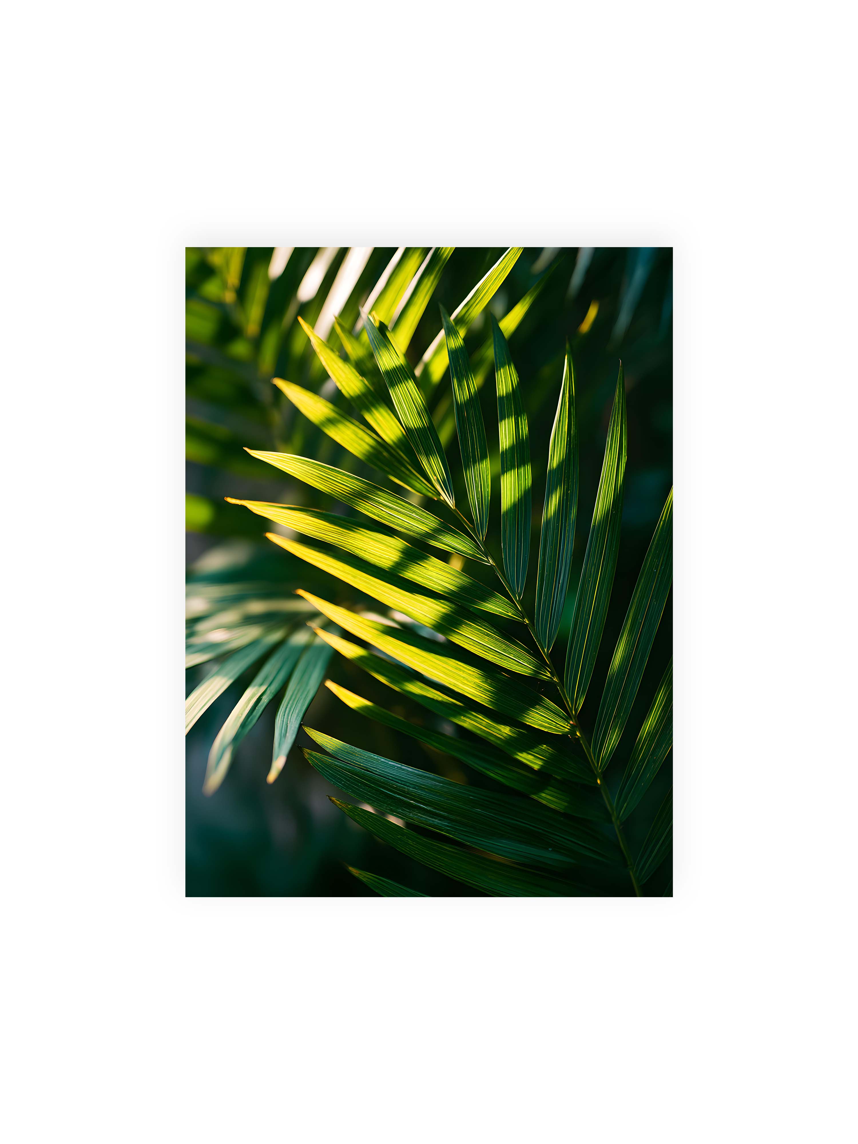 30x40 cm ohne Galerie-Rand ohne Rahmen – Nahaufnahme eines Palmwedels mit gelbgrünen Lichtstreifen und dunklen Schatten auf unscharfem Hintergrund.