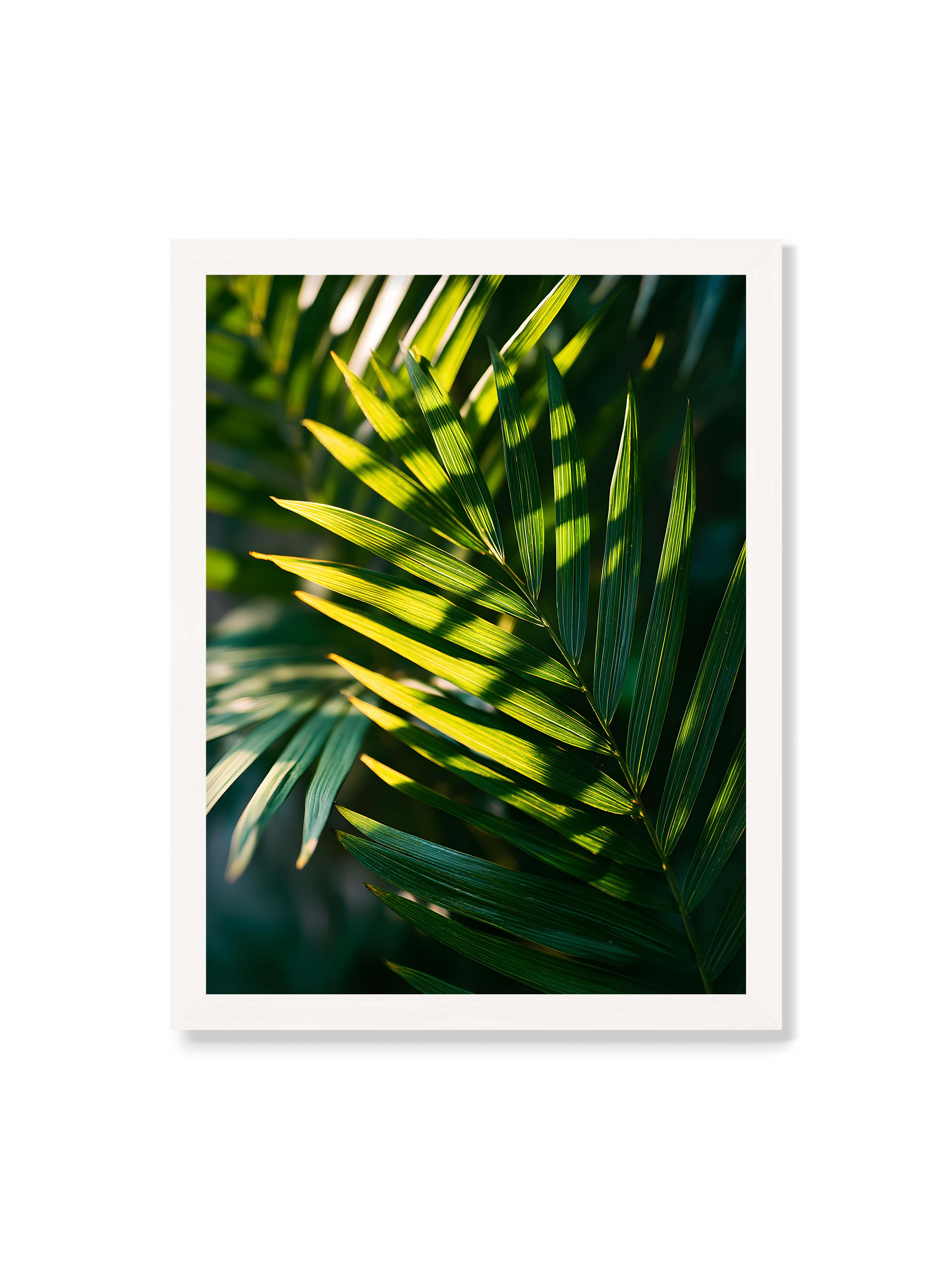 30x40 cm ohne Galerie-Rand mit weißem Rahmen – Nahaufnahme eines Palmwedels mit gelbgrünen Lichtstreifen und dunklen Schatten auf unscharfem Hintergrund.