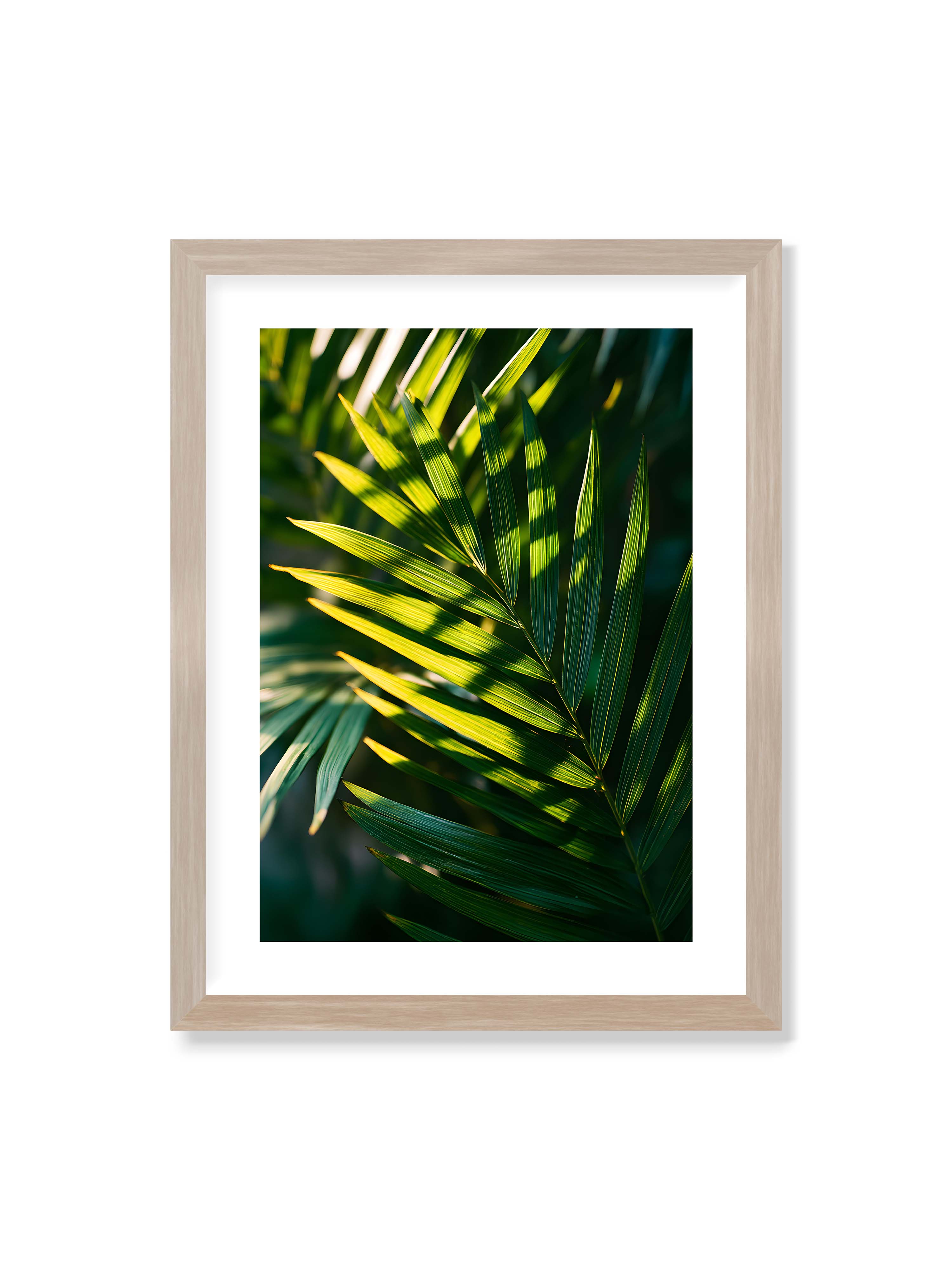 30x40 cm mit weißem Galerie-Rand im Eichenrahmen – Nahaufnahme eines Palmwedels mit gelbgrünen Lichtstreifen und dunklen Schatten auf unscharfem Hintergrund.