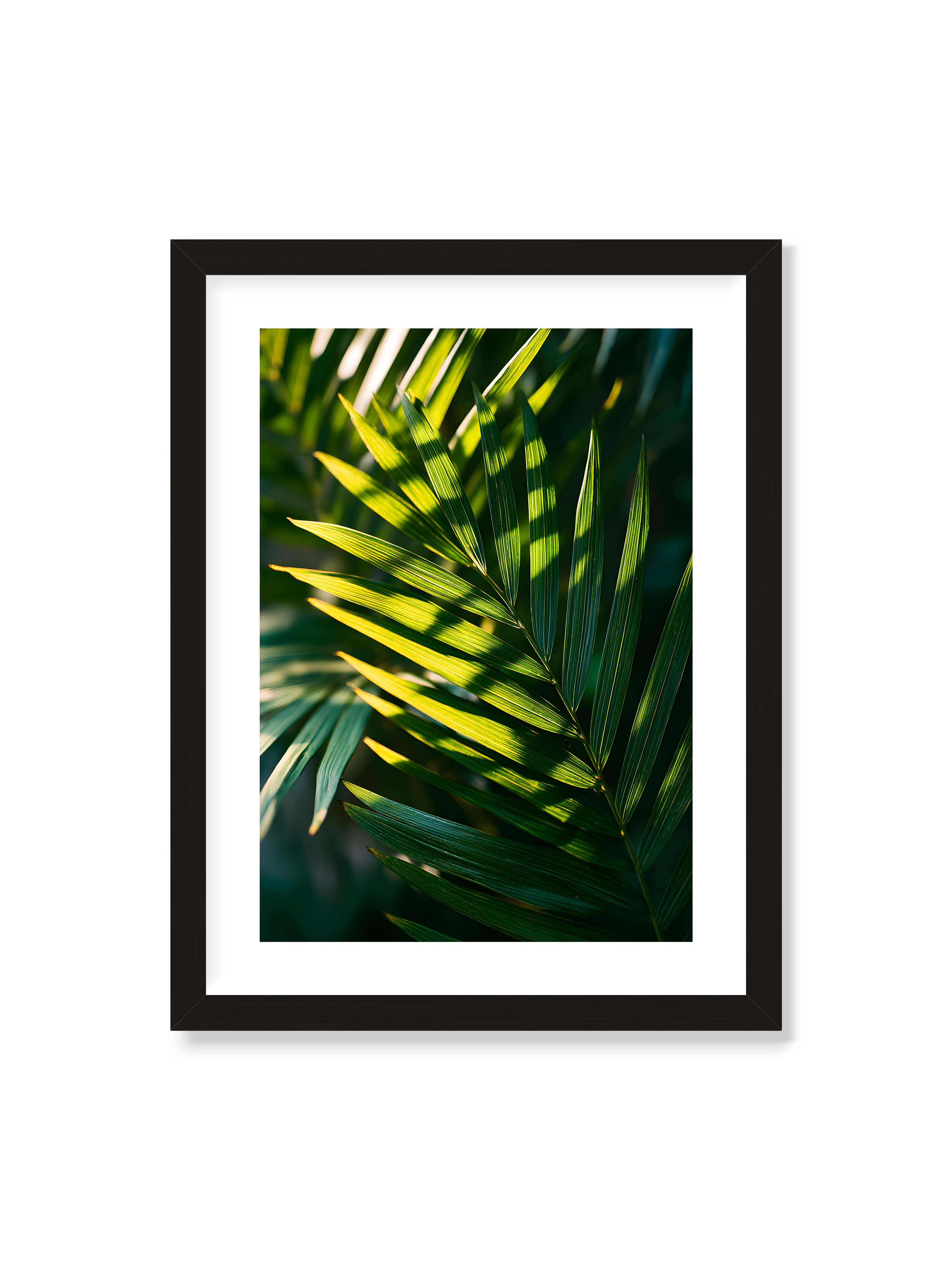 30x40 cm mit weißem Galerie-Rand mit schwarzem Rahmen – Nahaufnahme eines Palmwedels mit gelbgrünen Lichtstreifen und dunklen Schatten auf unscharfem Hintergrund.