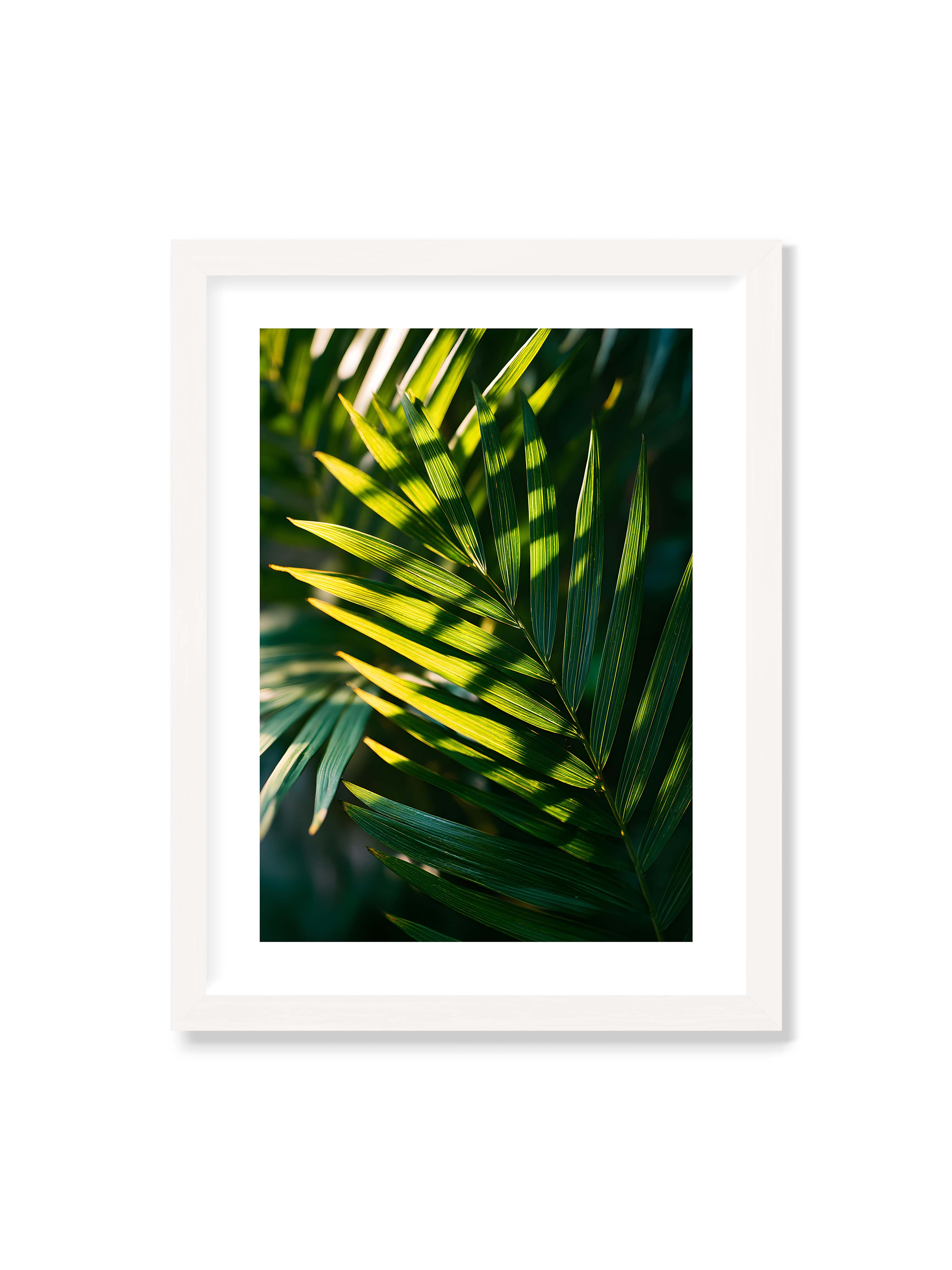 30x40 cm mit weißem Galerie-Rand mit weißem Rahmen – Nahaufnahme eines Palmwedels mit gelbgrünen Lichtstreifen und dunklen Schatten auf unscharfem Hintergrund.
