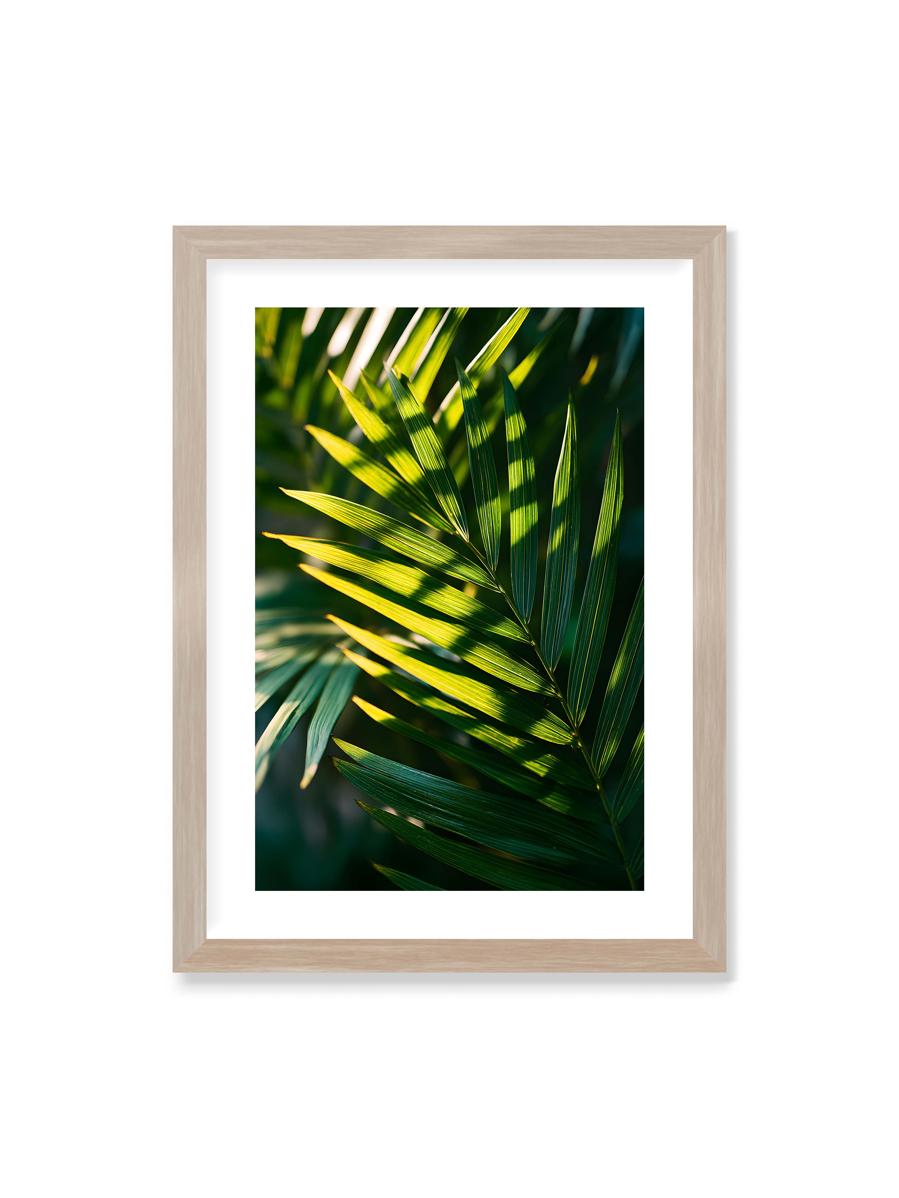50x70 cm mit weißem Galerie-Rand im Eichenrahmen – Nahaufnahme eines Palmwedels mit gelbgrünen Lichtstreifen und dunklen Schatten auf unscharfem Hintergrund.