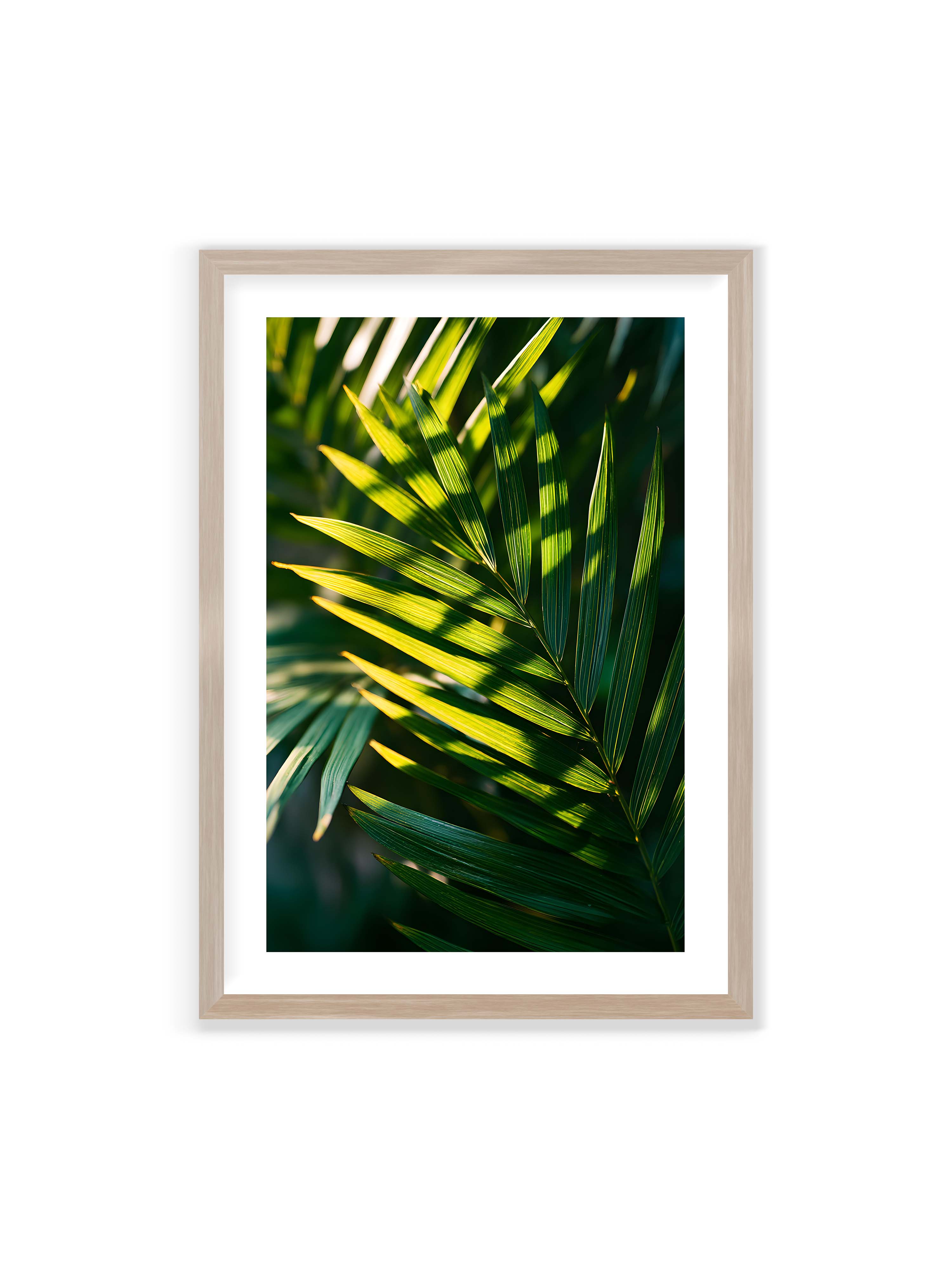 70x100 cm mit weißem Galerie-Rand im Eichenrahmen – Nahaufnahme eines Palmwedels mit gelbgrünen Lichtstreifen und dunklen Schatten auf unscharfem Hintergrund.