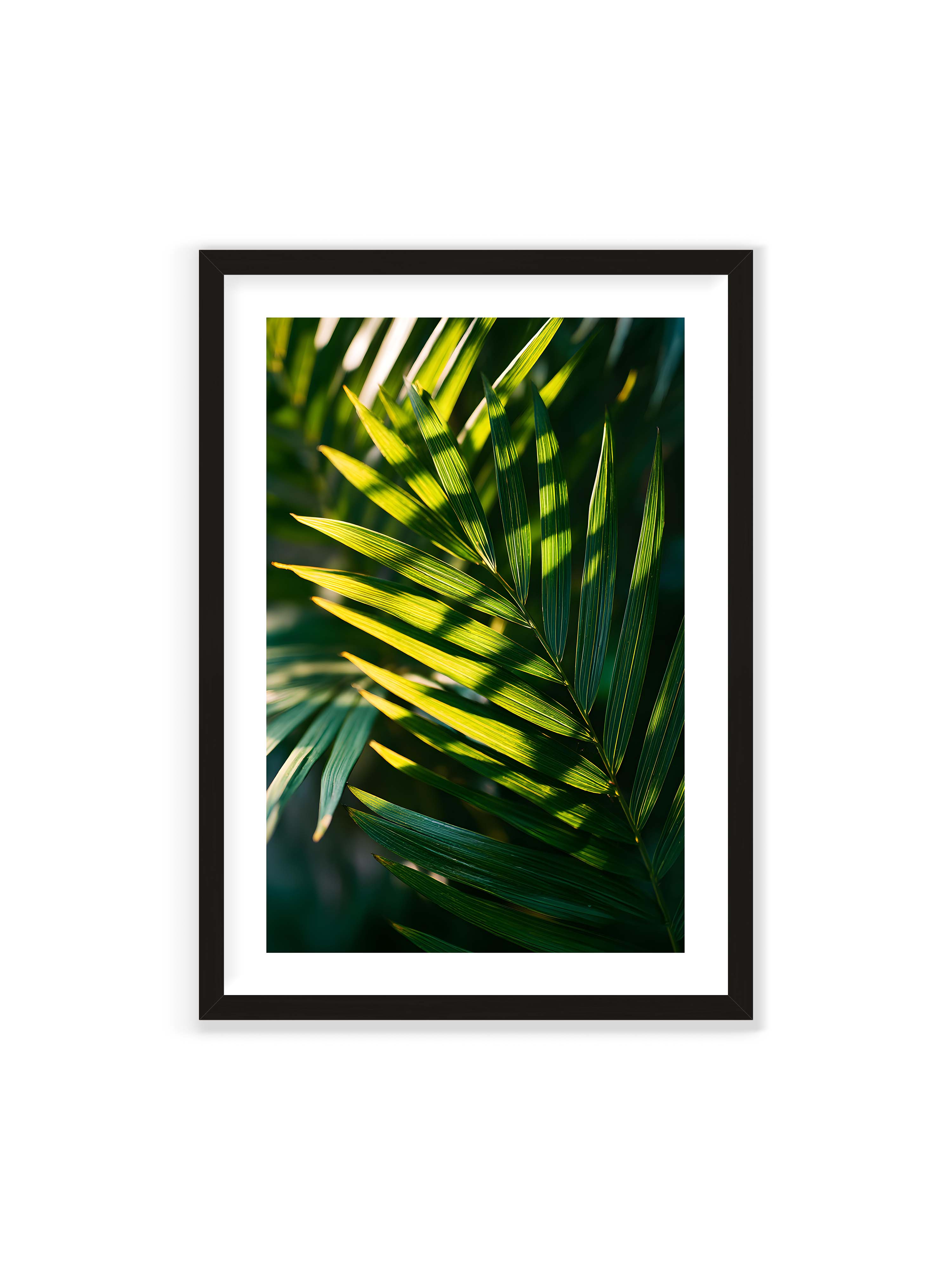 70x100 cm mit weißem Galerie-Rand mit schwarzem Rahmen – Nahaufnahme eines Palmwedels mit gelbgrünen Lichtstreifen und dunklen Schatten auf unscharfem Hintergrund.