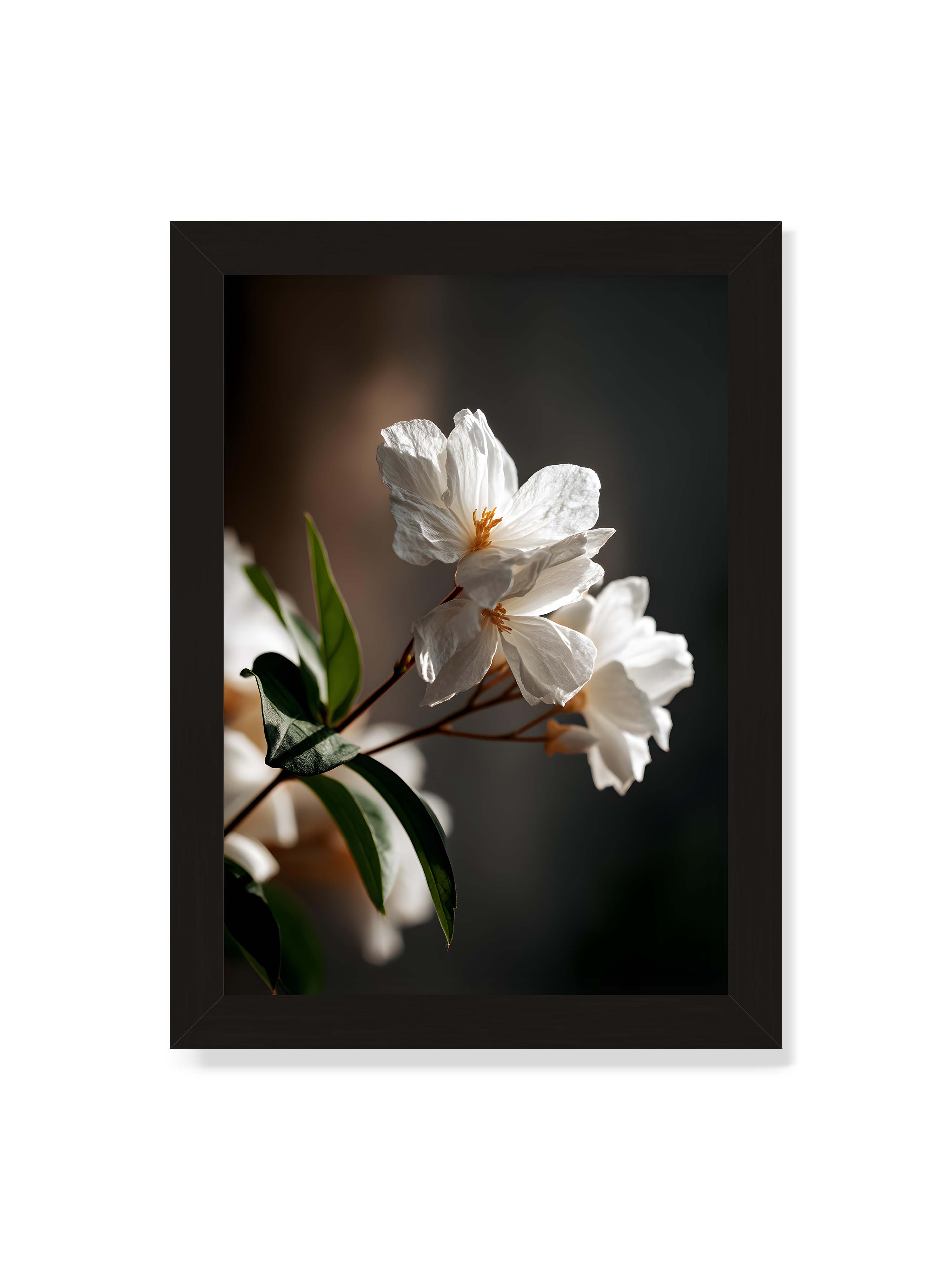 21x30 cm ohne Galerie-Rand mit schwarzem Rahmen – Zwei weiße Blüten am Zweig mit grünen Blättern im warmen Seitenlicht vor dunklem, unscharfem Hintergrund.
