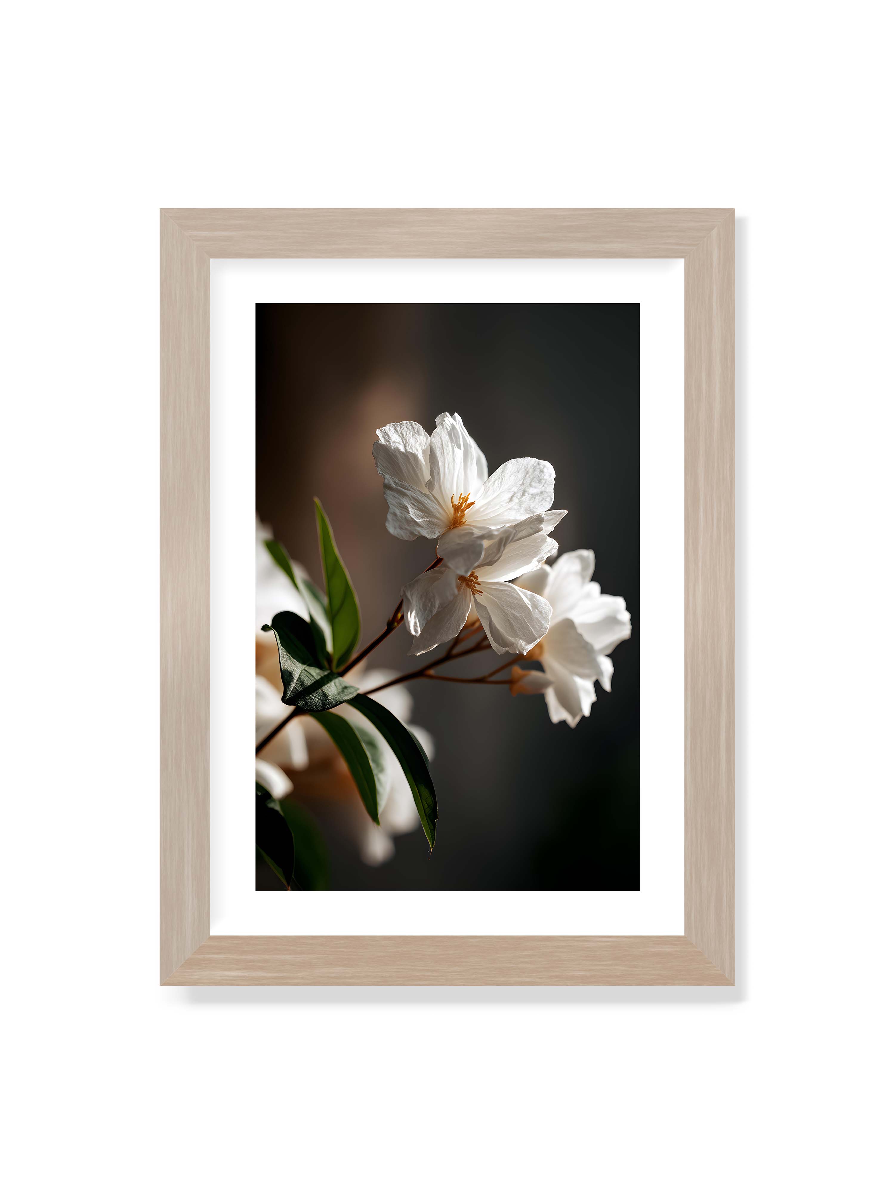 21x30 cm mit weißem Galerie-Rand im Eichenrahmen – Zwei weiße Blüten am Zweig mit grünen Blättern im warmen Seitenlicht vor dunklem, unscharfem Hintergrund.