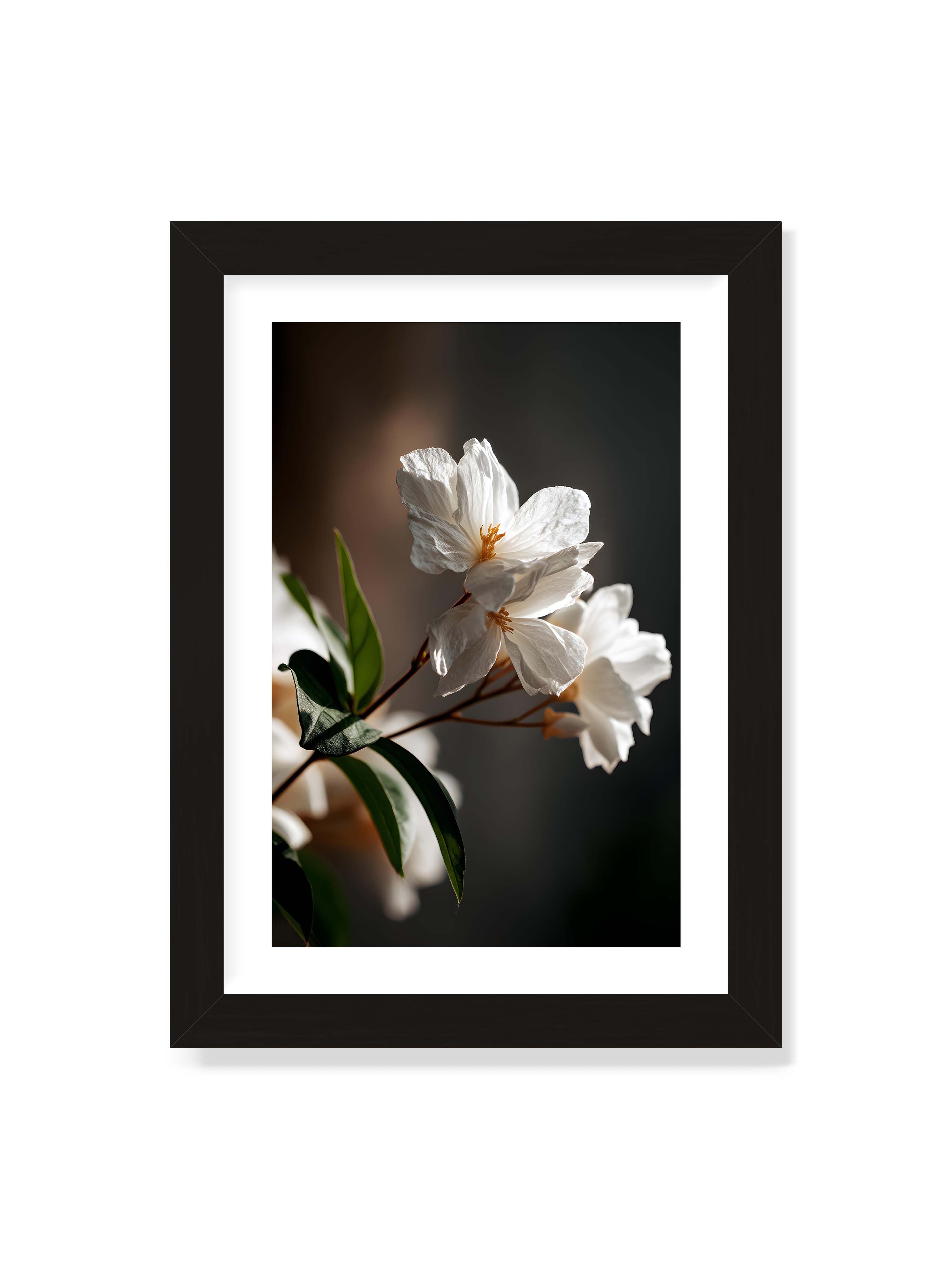 21x30 cm mit weißem Galerie-Rand mit schwarzem Rahmen – Zwei weiße Blüten am Zweig mit grünen Blättern im warmen Seitenlicht vor dunklem, unscharfem Hintergrund.