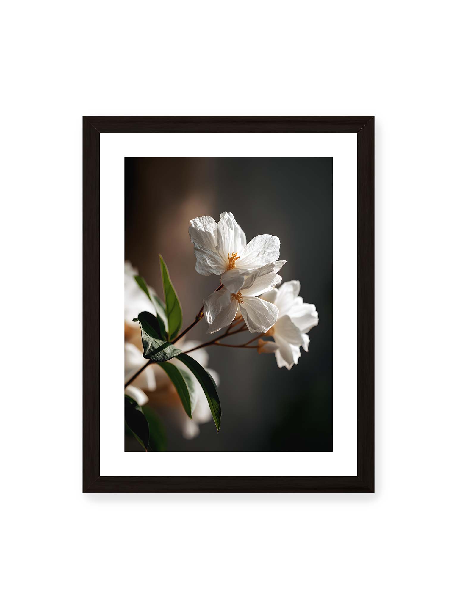 30x40 cm, weißer Galerie-Rand, schwarzer Rahmen – Zwei weiße Blüten am Zweig mit grünen Blättern im warmen Seitenlicht vor dunklem, unscharfem Hintergrund.