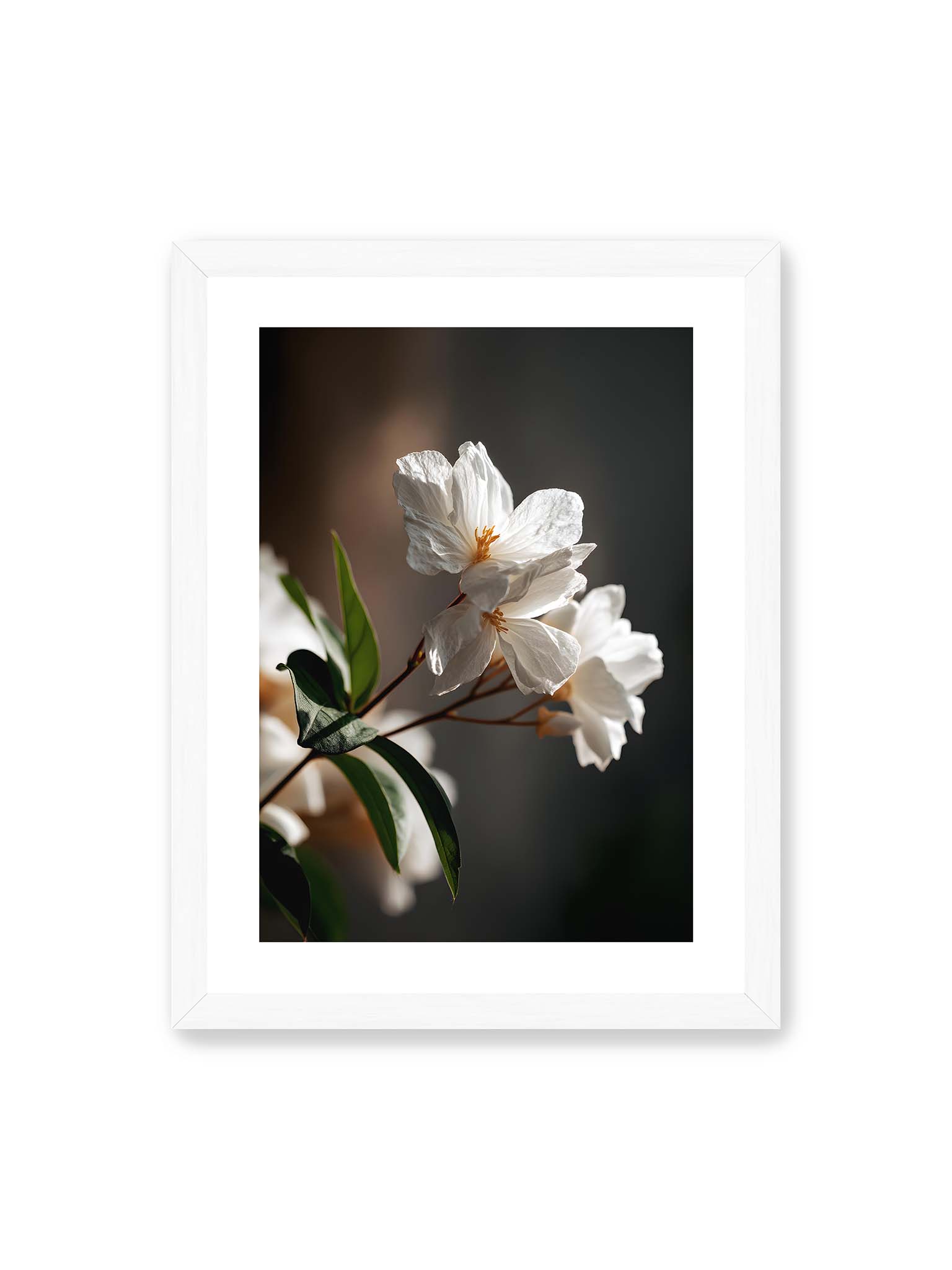 30x40 cm, weißer Galerie-Rand, weißer Rahmen – Zwei weiße Blüten am Zweig mit grünen Blättern im warmen Seitenlicht vor dunklem, unscharfem Hintergrund.