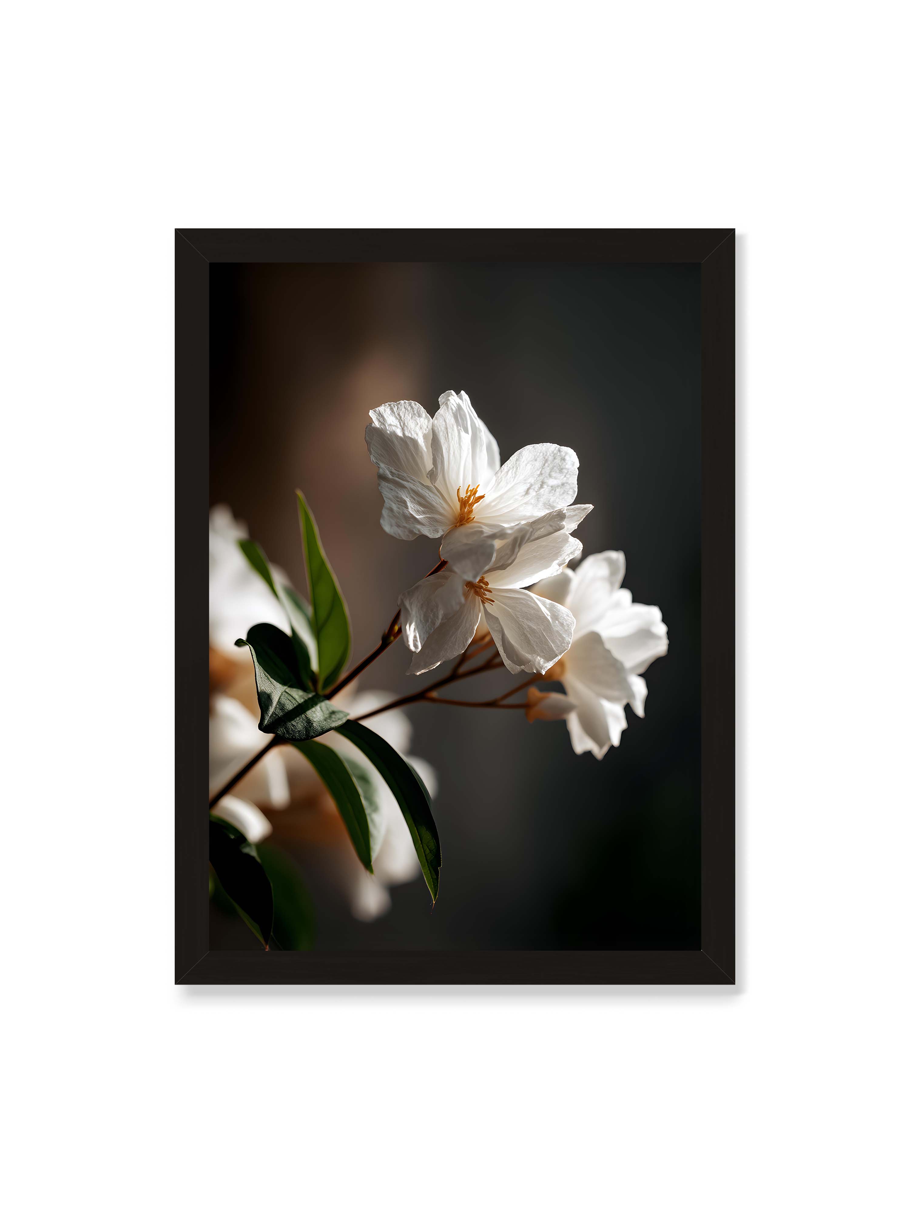 50x70 cm ohne Galerie-Rand mit schwarzem Rahmen – Zwei weiße Blüten am Zweig mit grünen Blättern im warmen Seitenlicht vor dunklem, unscharfem Hintergrund.