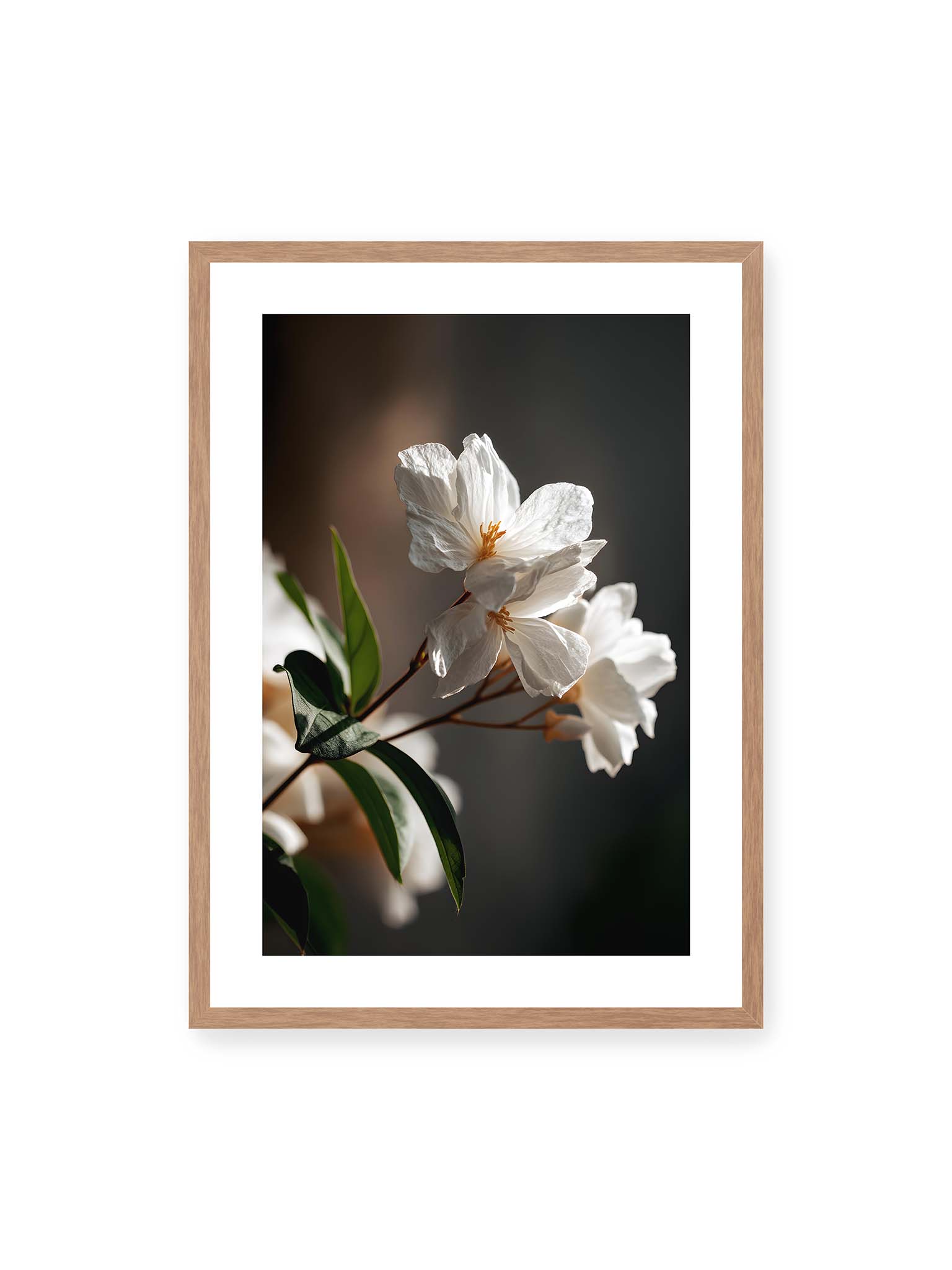 50x70 cm, weißer Galerie-Rand, Eichenrahmen – Zwei weiße Blüten am Zweig mit grünen Blättern im warmen Seitenlicht vor dunklem, unscharfem Hintergrund.
